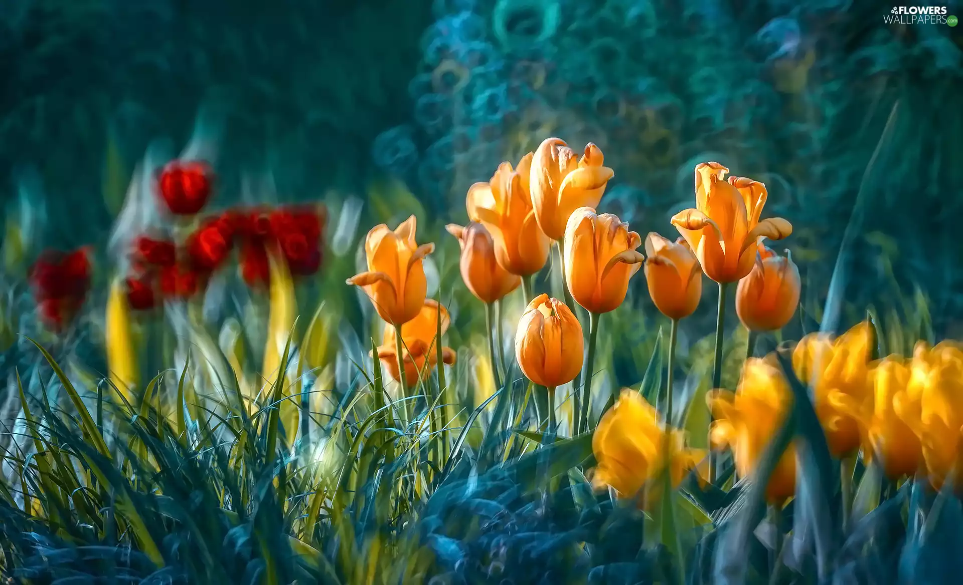 Flowers, Tulips, blur, color