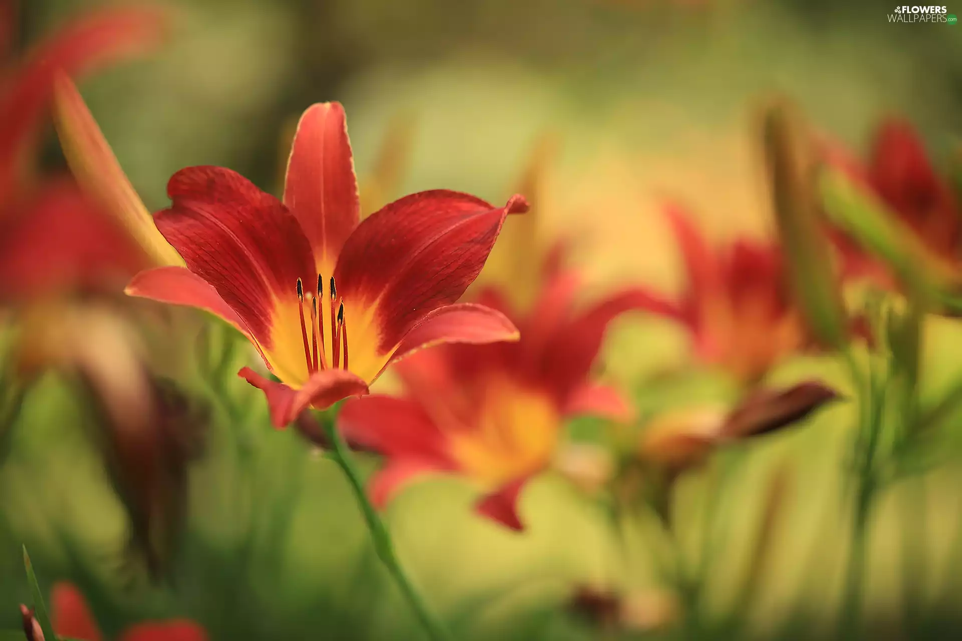 red hot, Lily, Colourfull Flowers, bloom