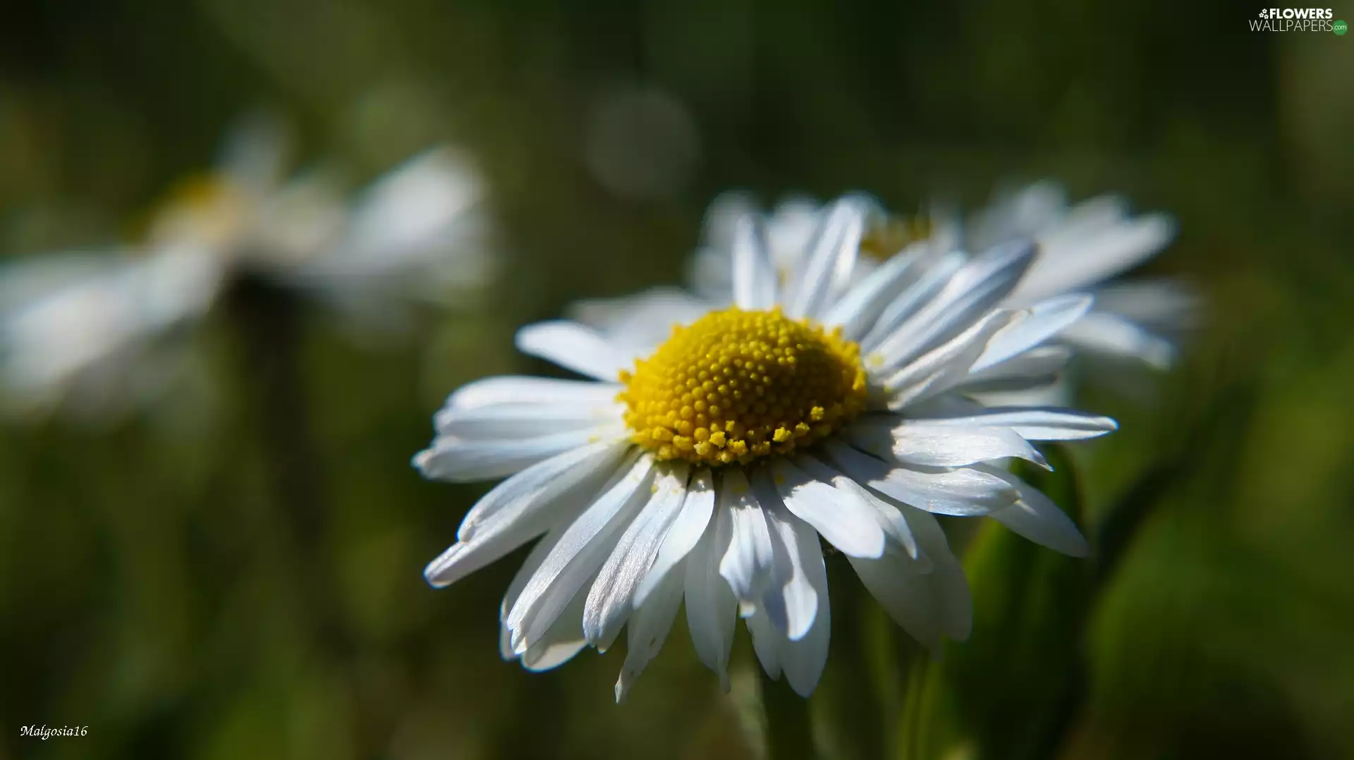 daisy, White, Colourfull Flowers, Field
