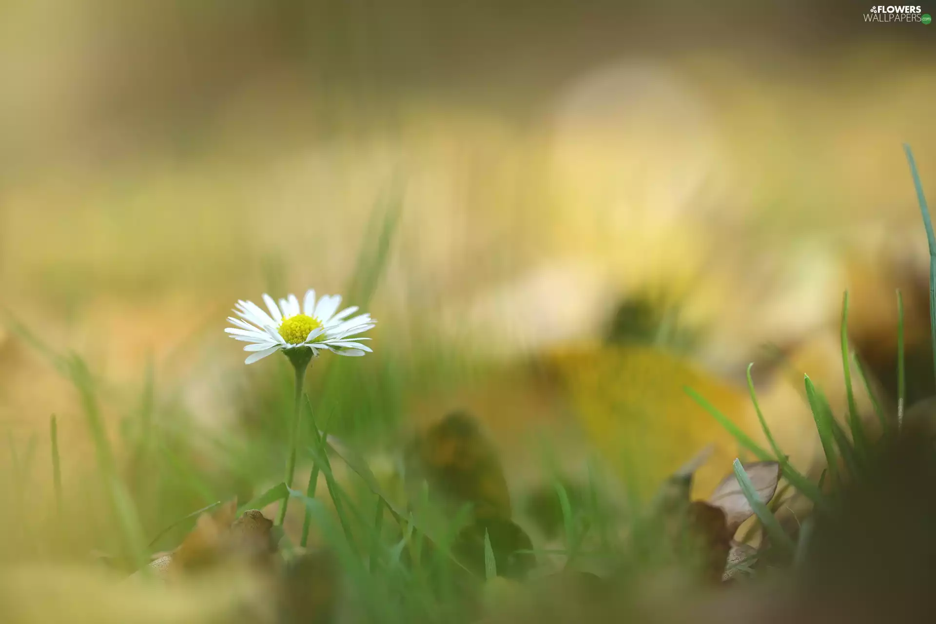 grass, rapprochement, White, Colourfull Flowers, daisy