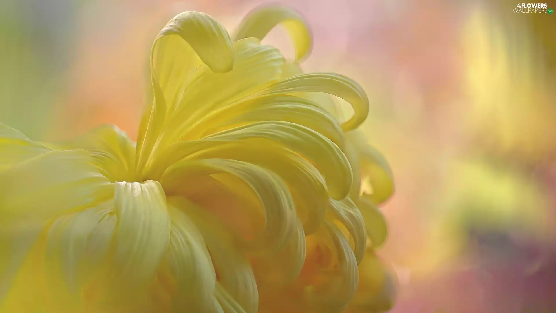 chrysanthemum, Colourfull Flowers, Yellow Honda