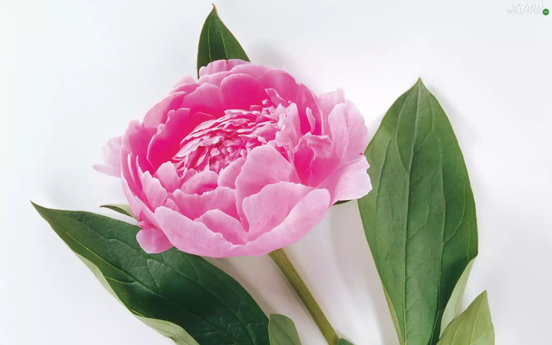 peony, Pink, Colourfull Flowers