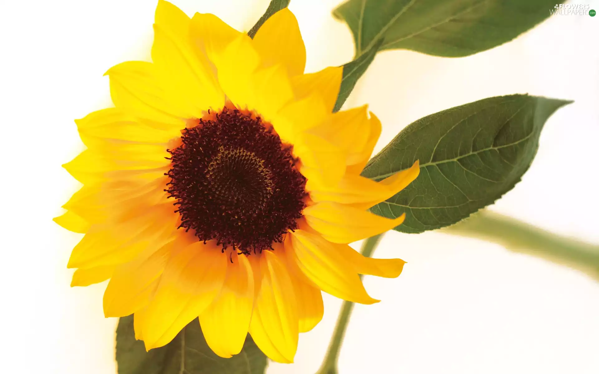 sunflower, Yellow, Colourfull Flowers
