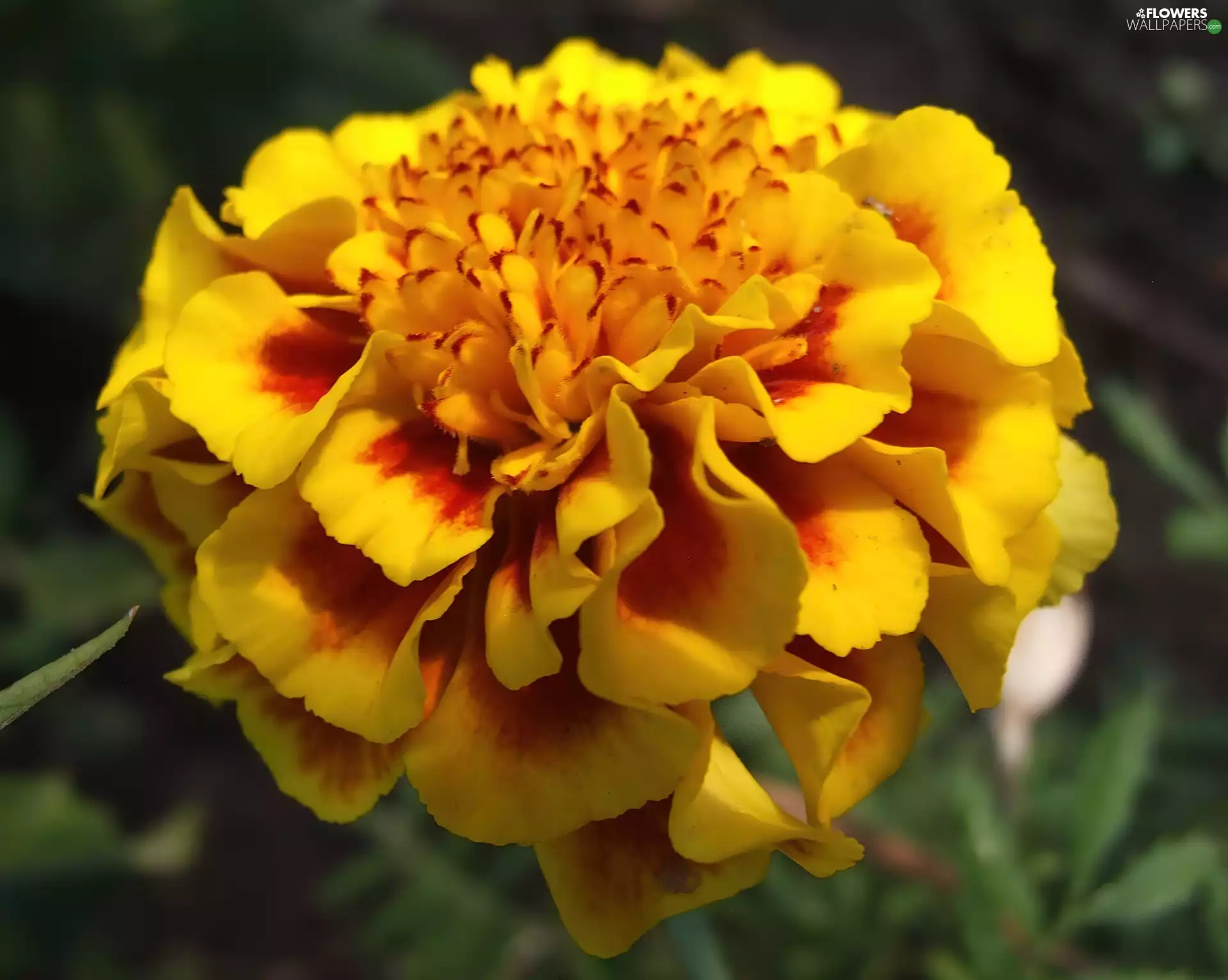 Colourfull Flowers, Tagetes
