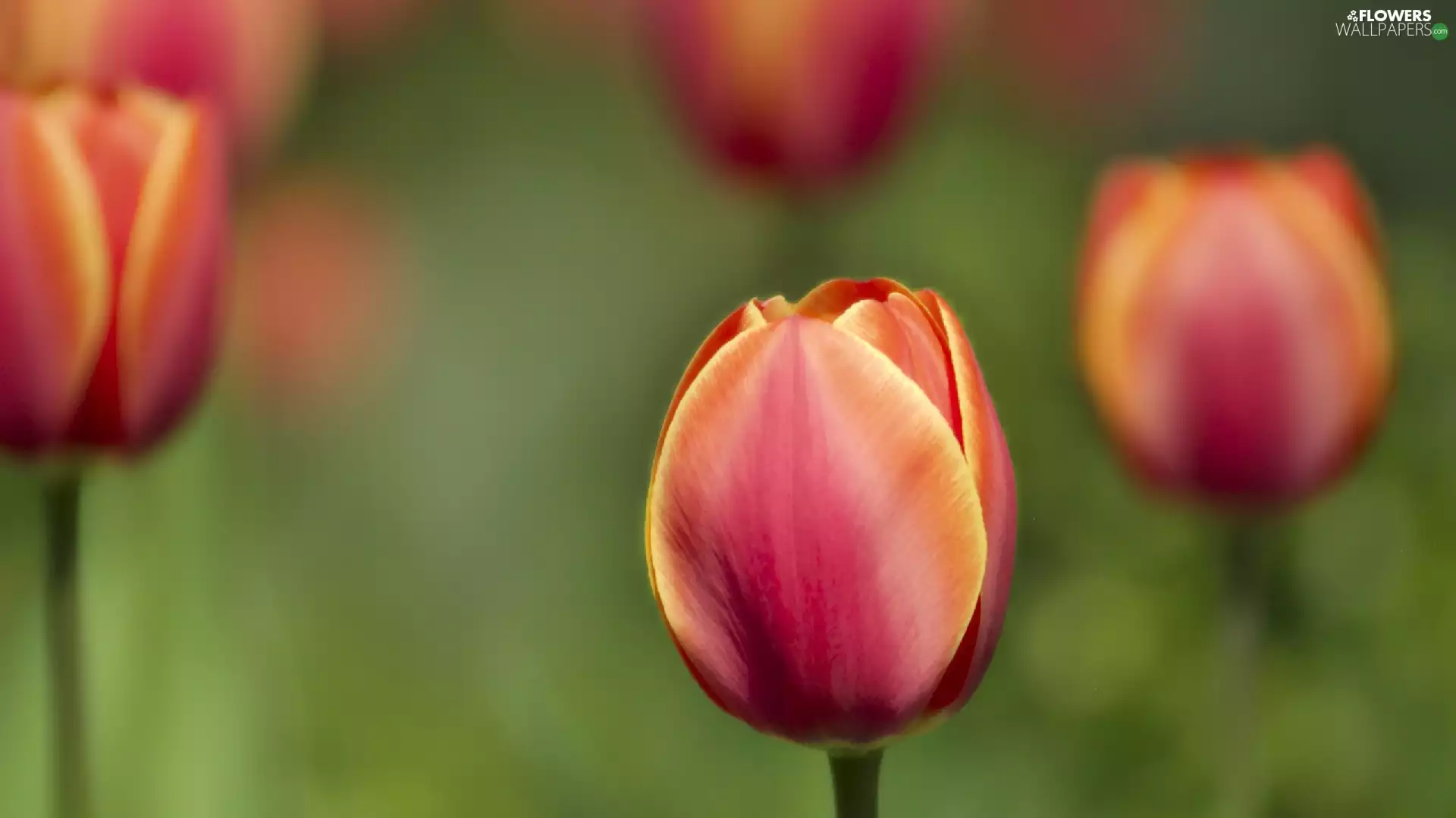 tulip, closed, Colourfull Flowers