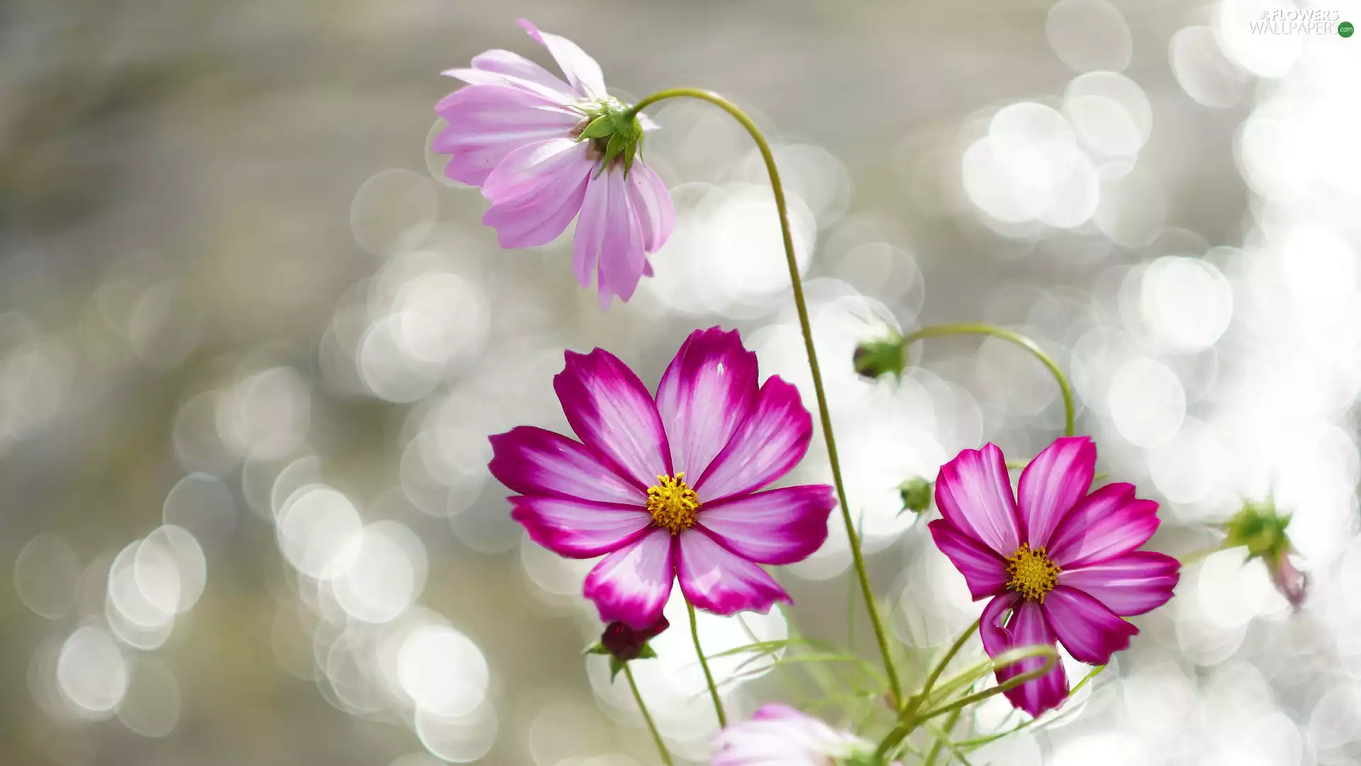 Blossoming, Three, Flowers, Cosmos
