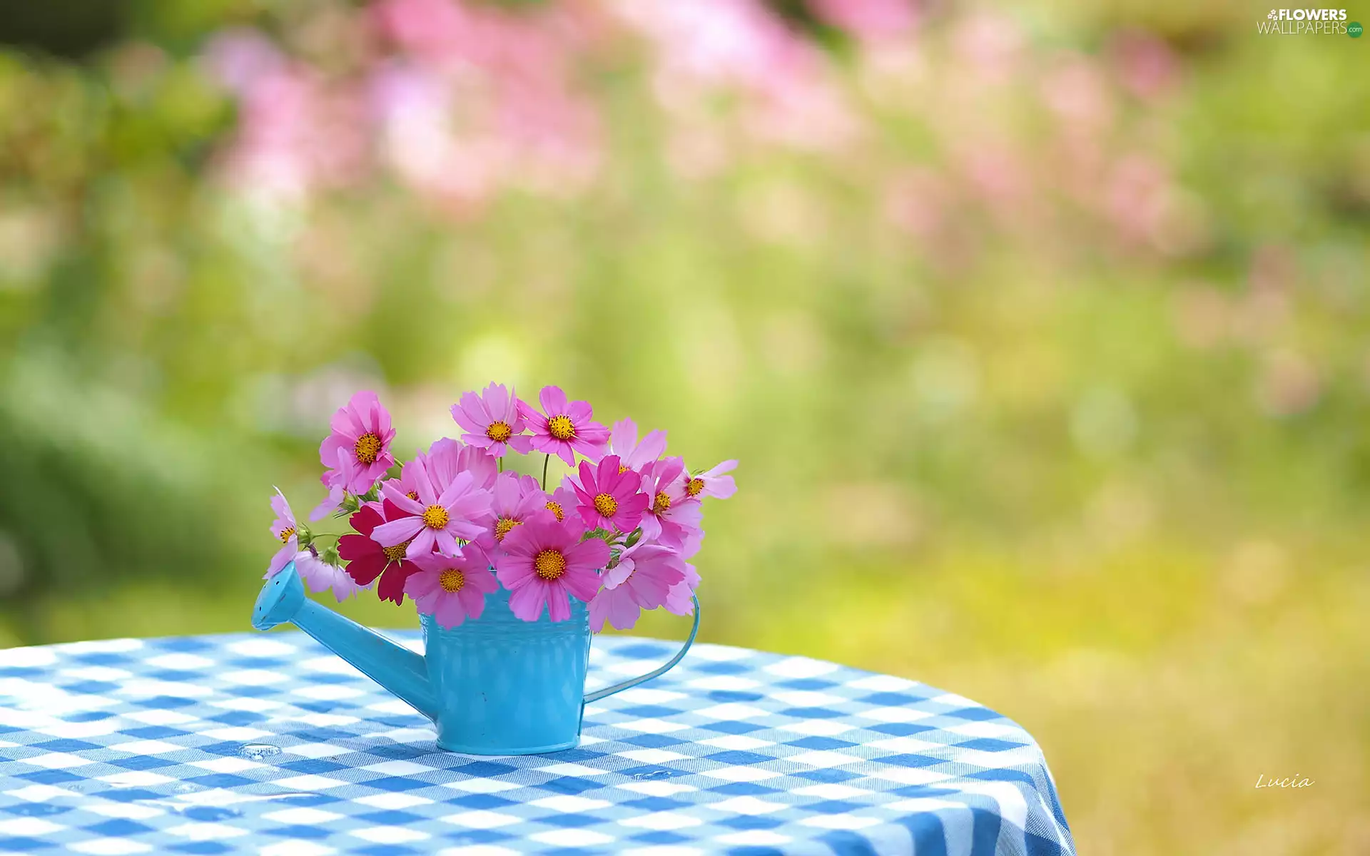 Blue, bouquet, cloth, blurry background, watering can, Cosmos