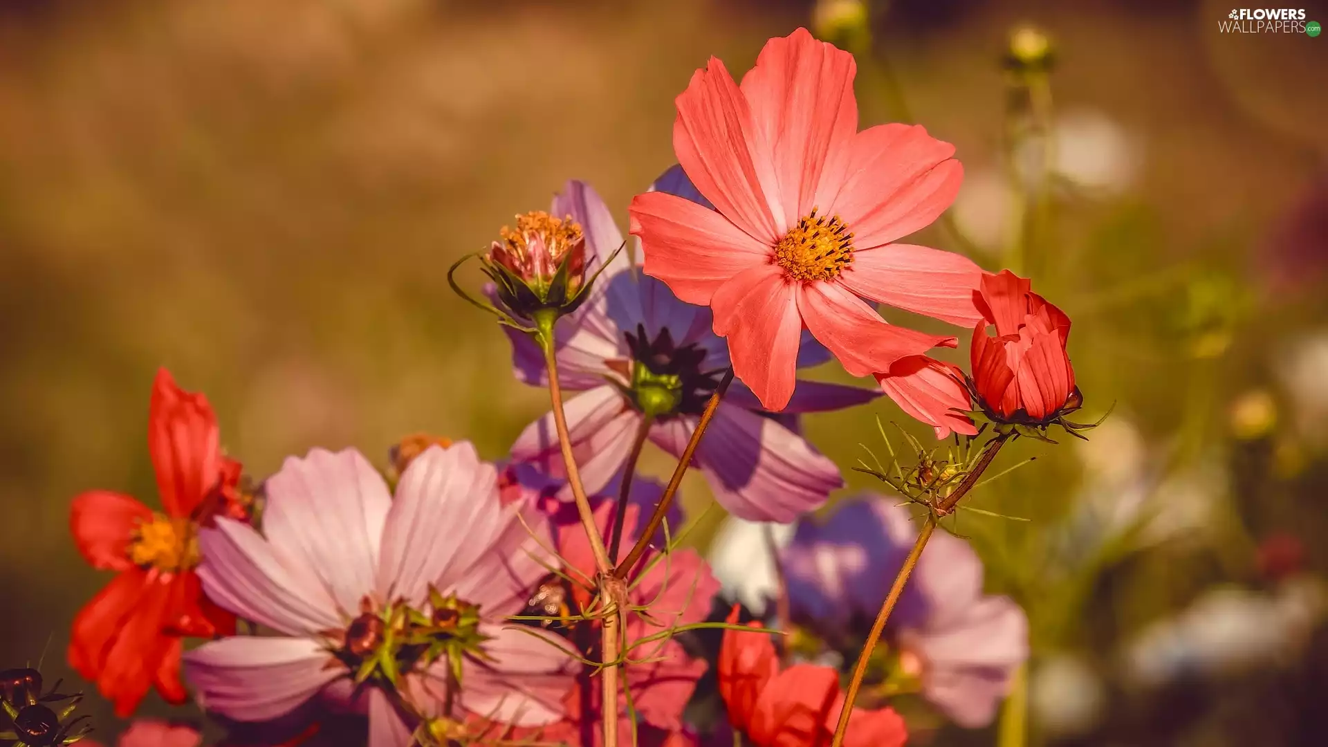 Cosmos, Red, Flowers
