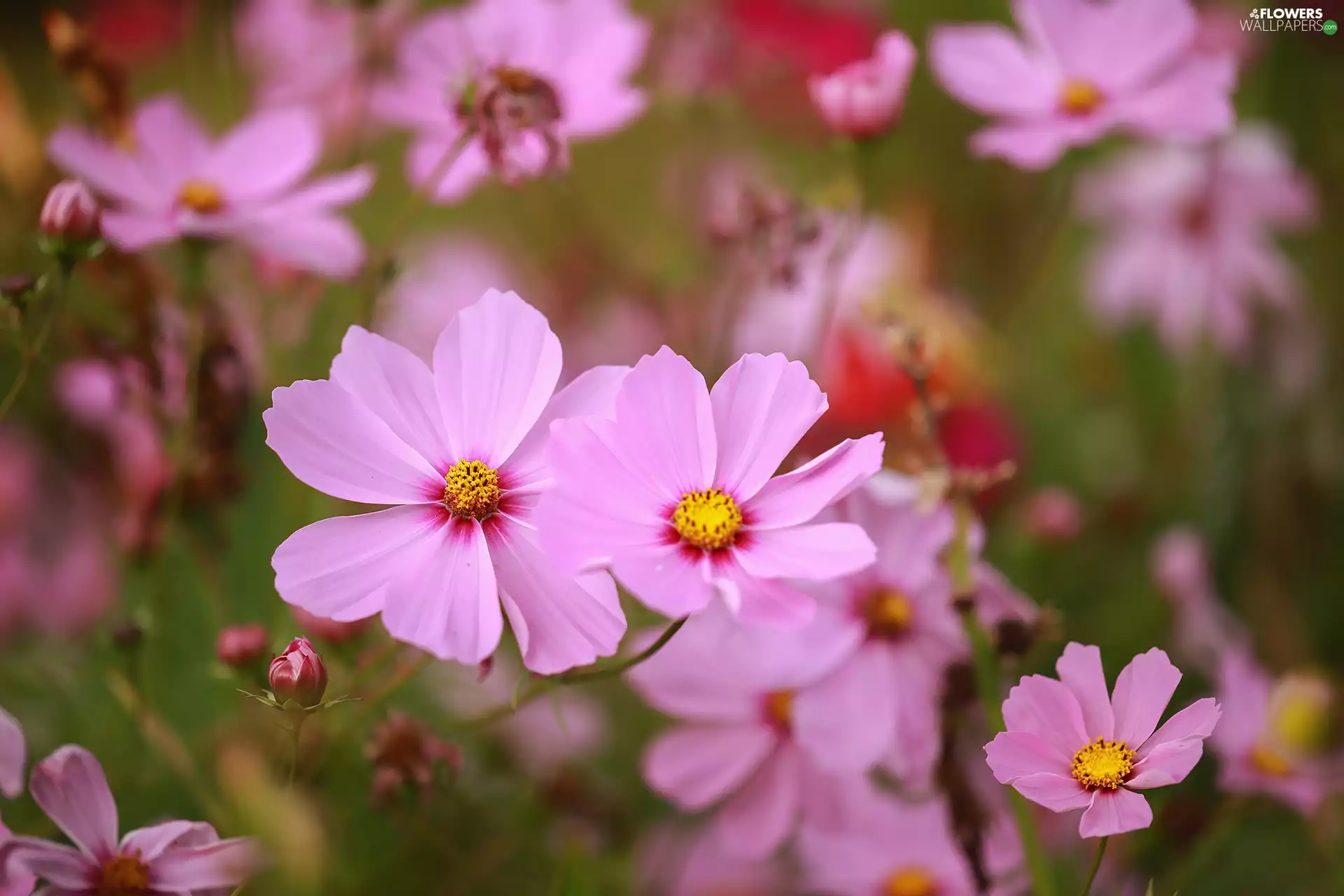 Pink, rapprochement, Flowers, Cosmos