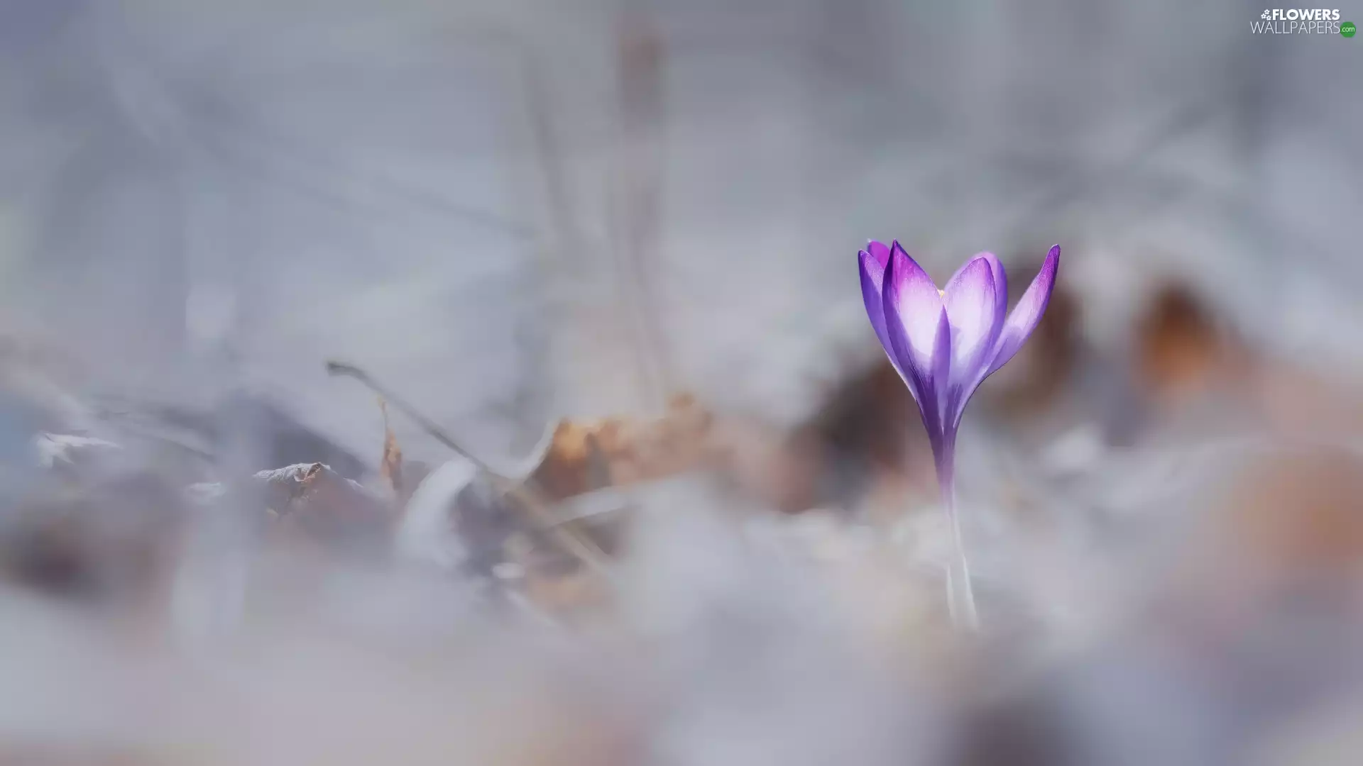Violet, crocus, blurry background, Flower