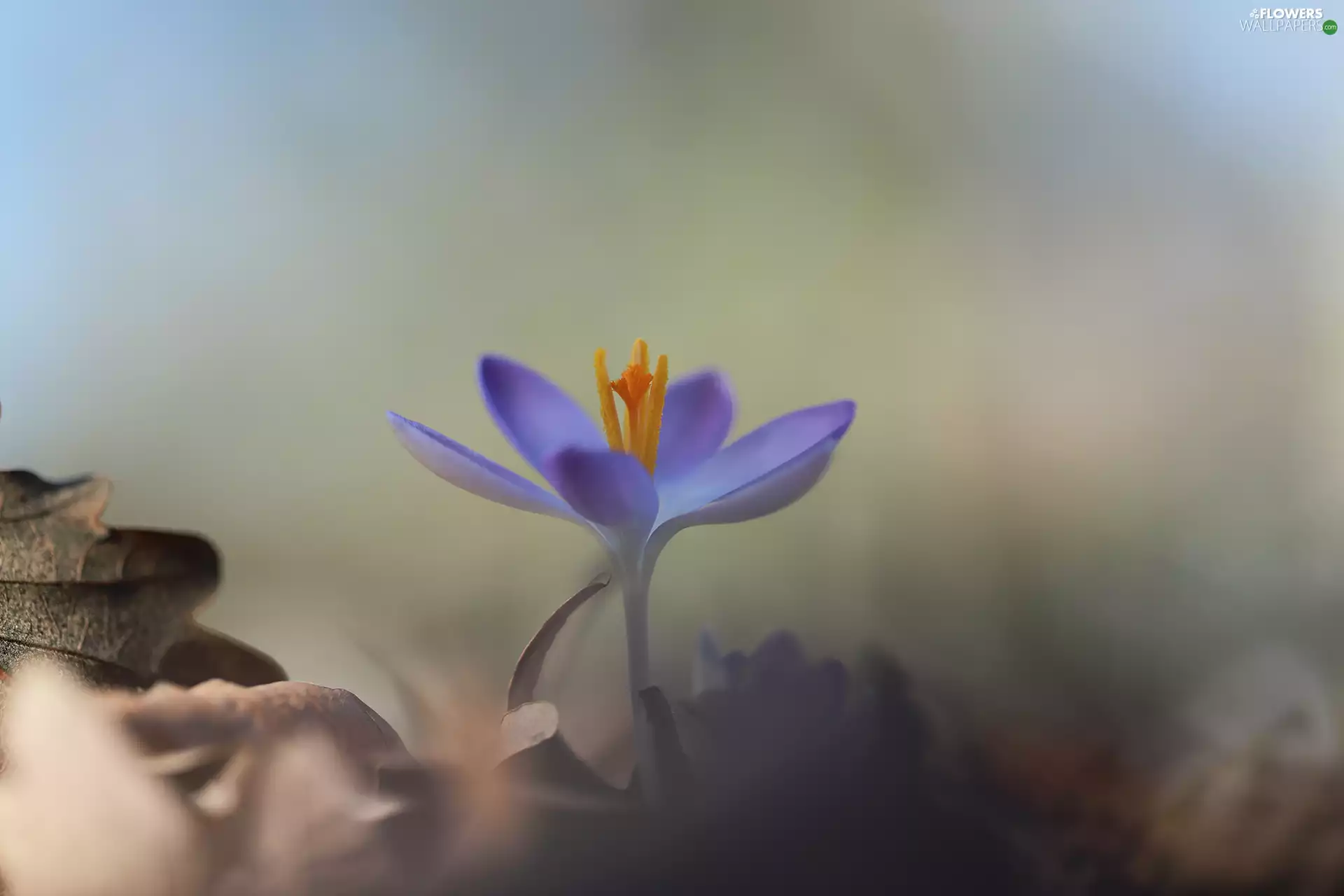 crocus, Violet, Flower
