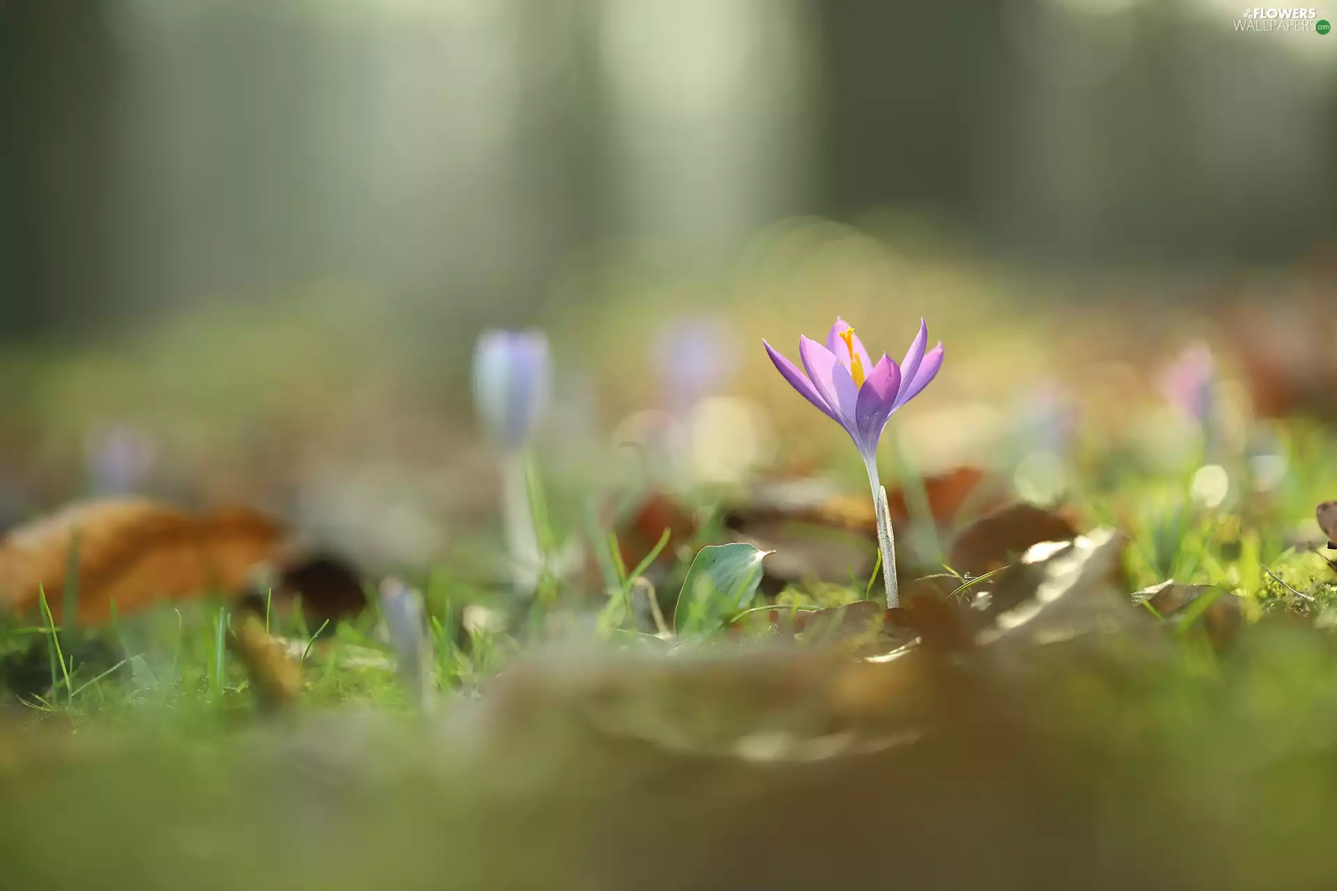 Violet, crocus, grass, Colourfull Flowers