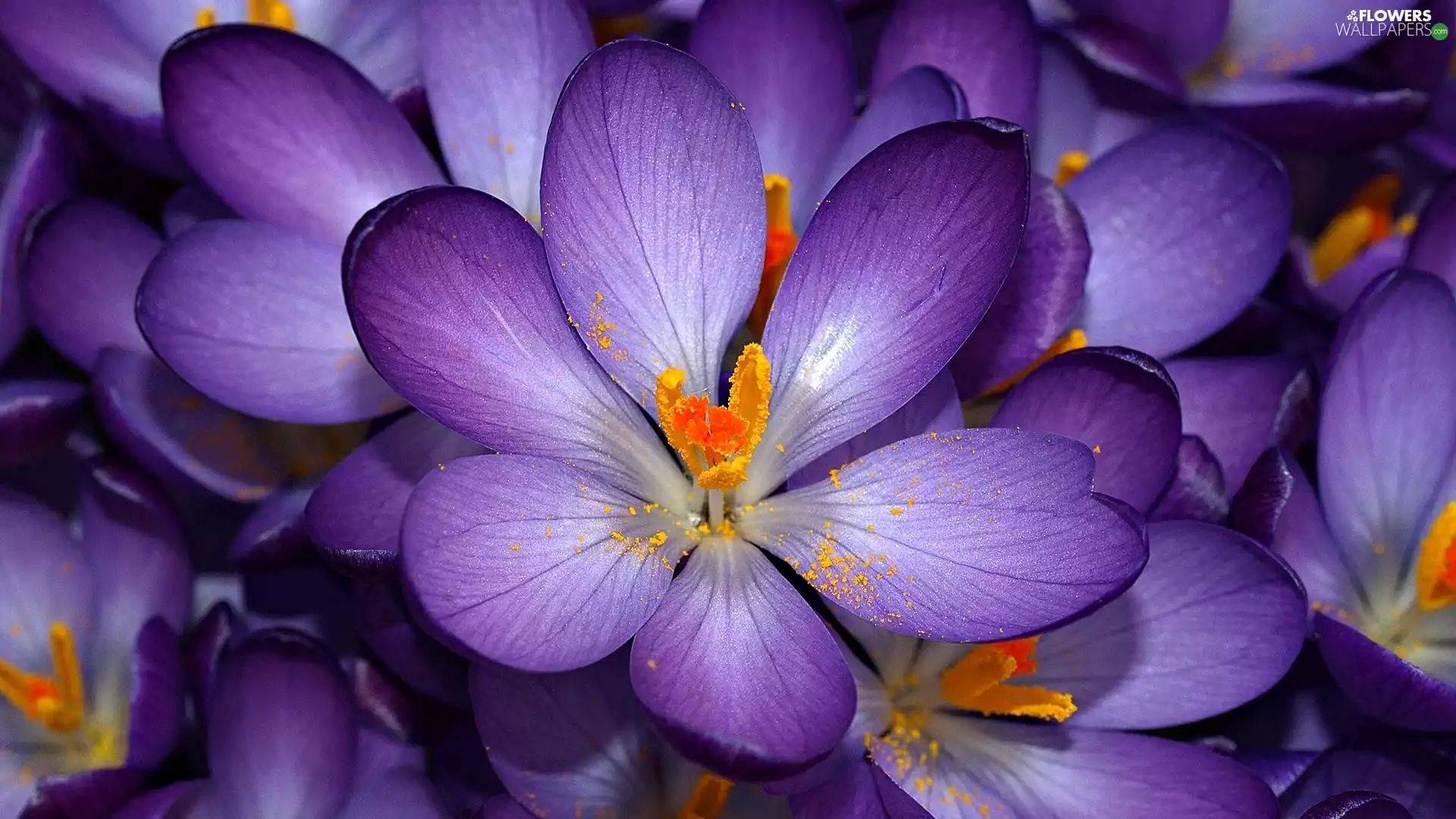 crocuses, purple, flowers