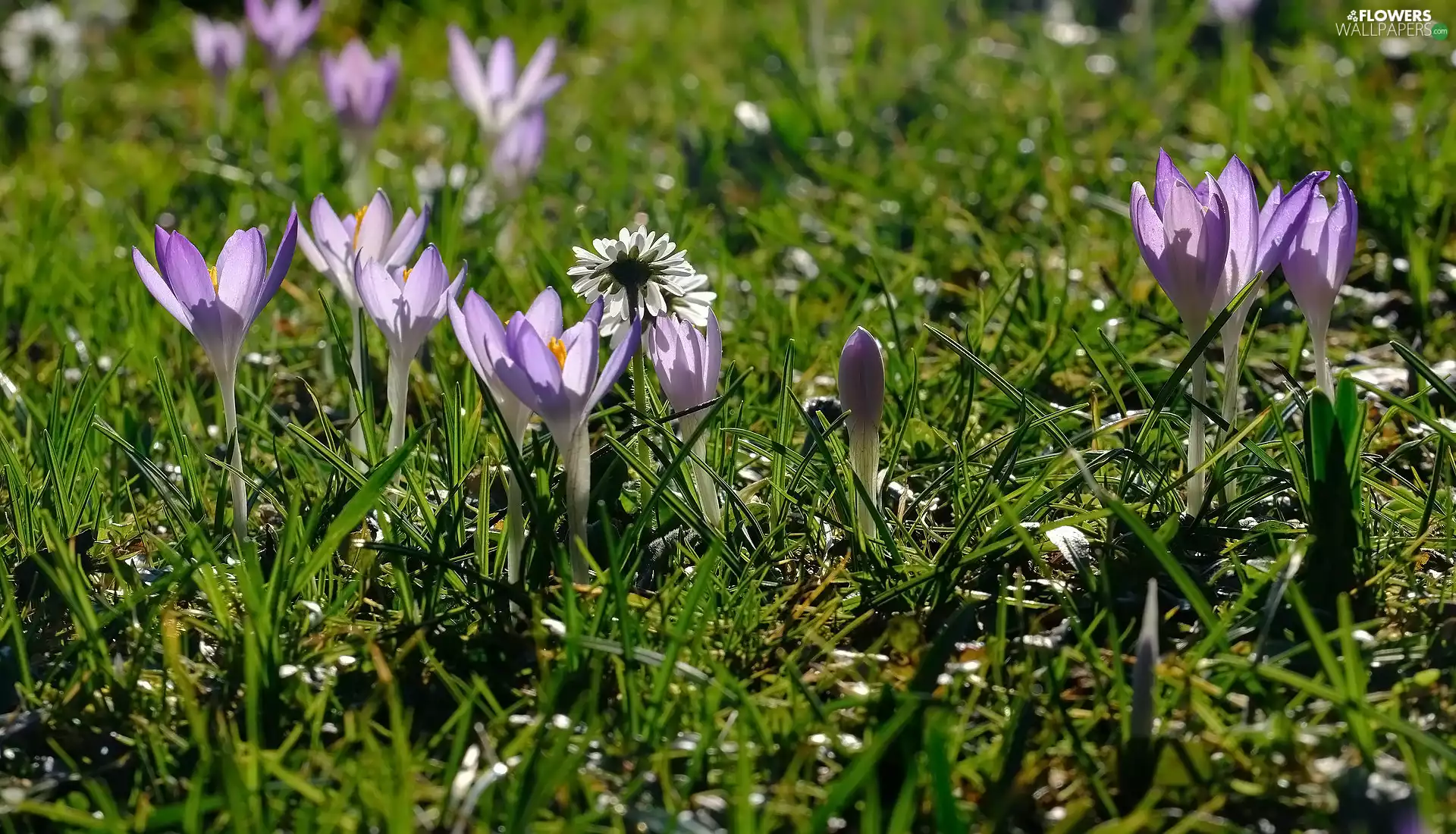 Flowers, crocuses, grass, Light Purple