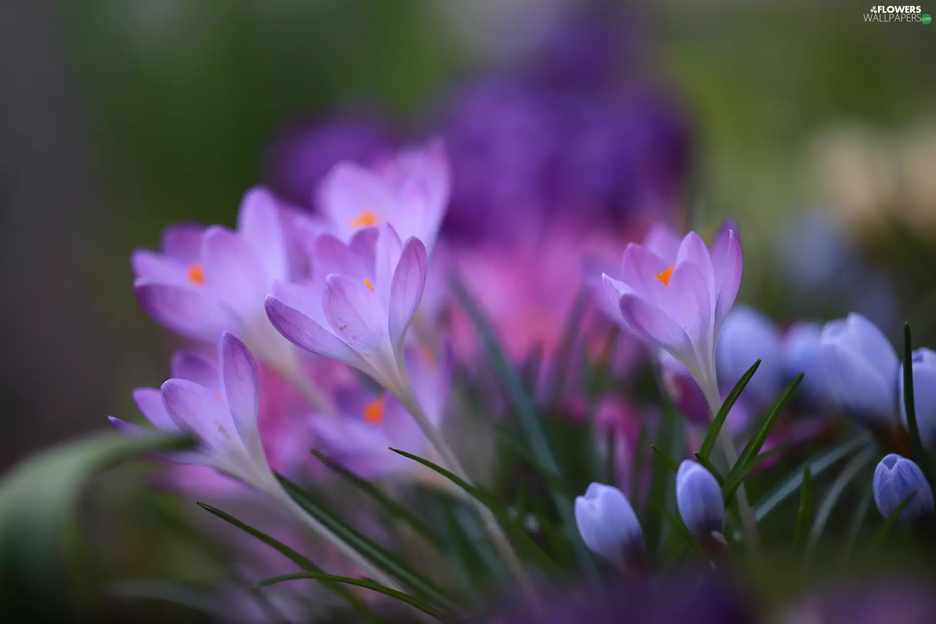lilac, Flowers, Spring, crocuses