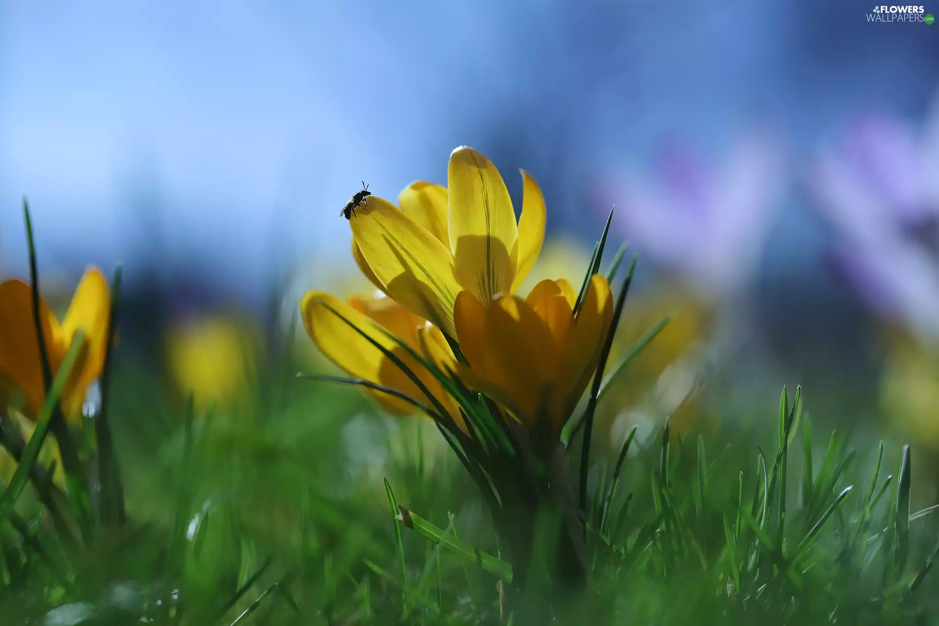 Yellow, Insect, Flowers, crocuses