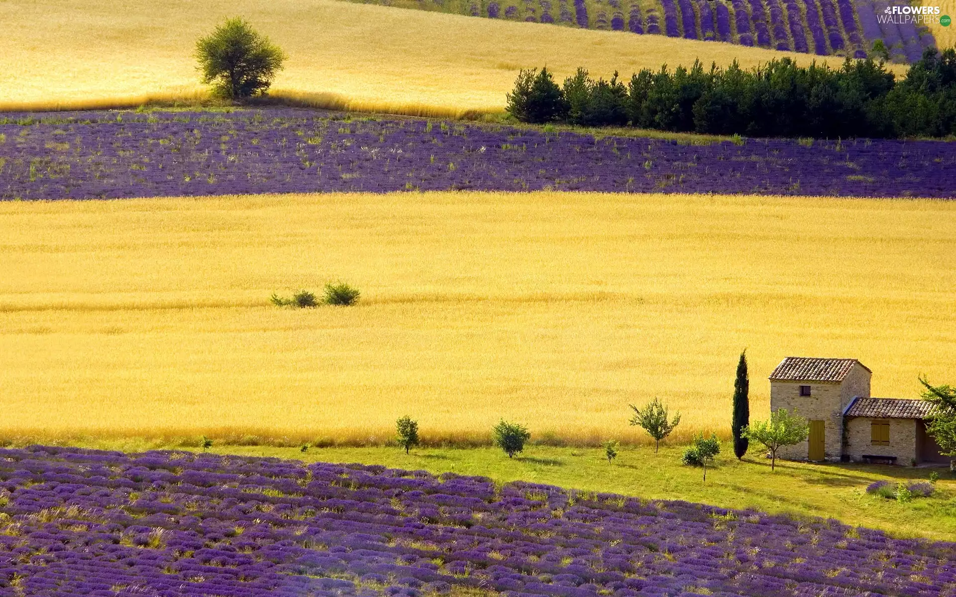 cultivation, Field, lavender
