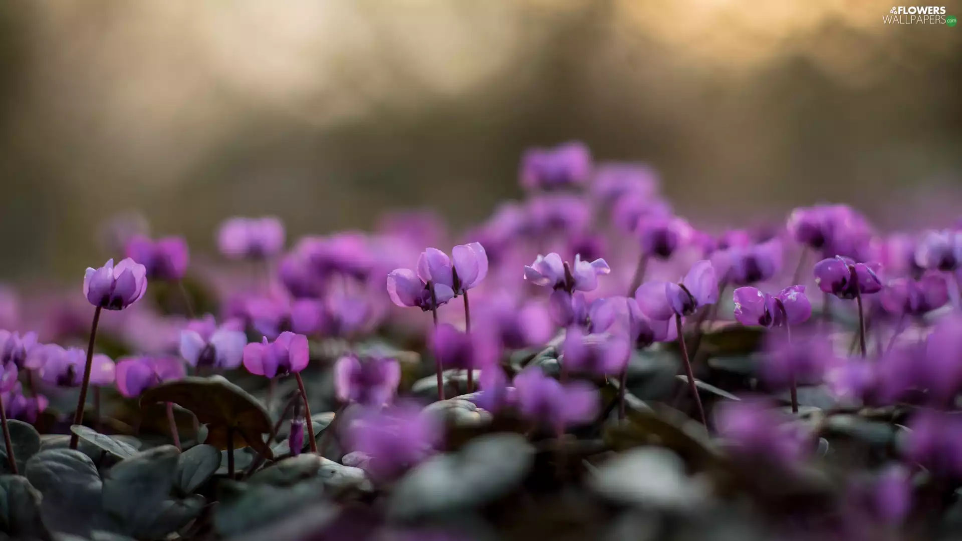 Cyclamen, purple, Flowers