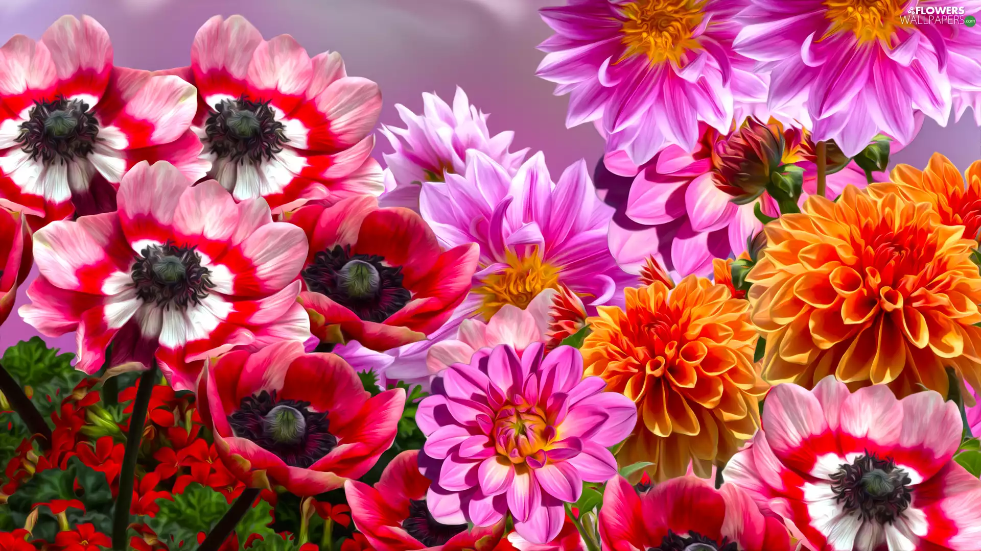 Flowers, Anemones, graphics, dahlias