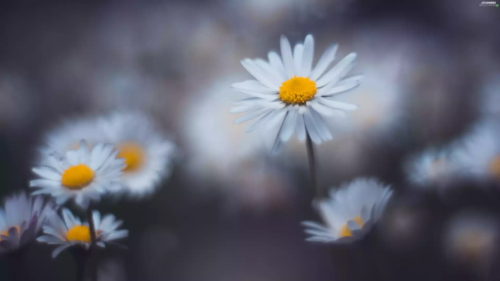 Flowers, daisies, blurry background, White