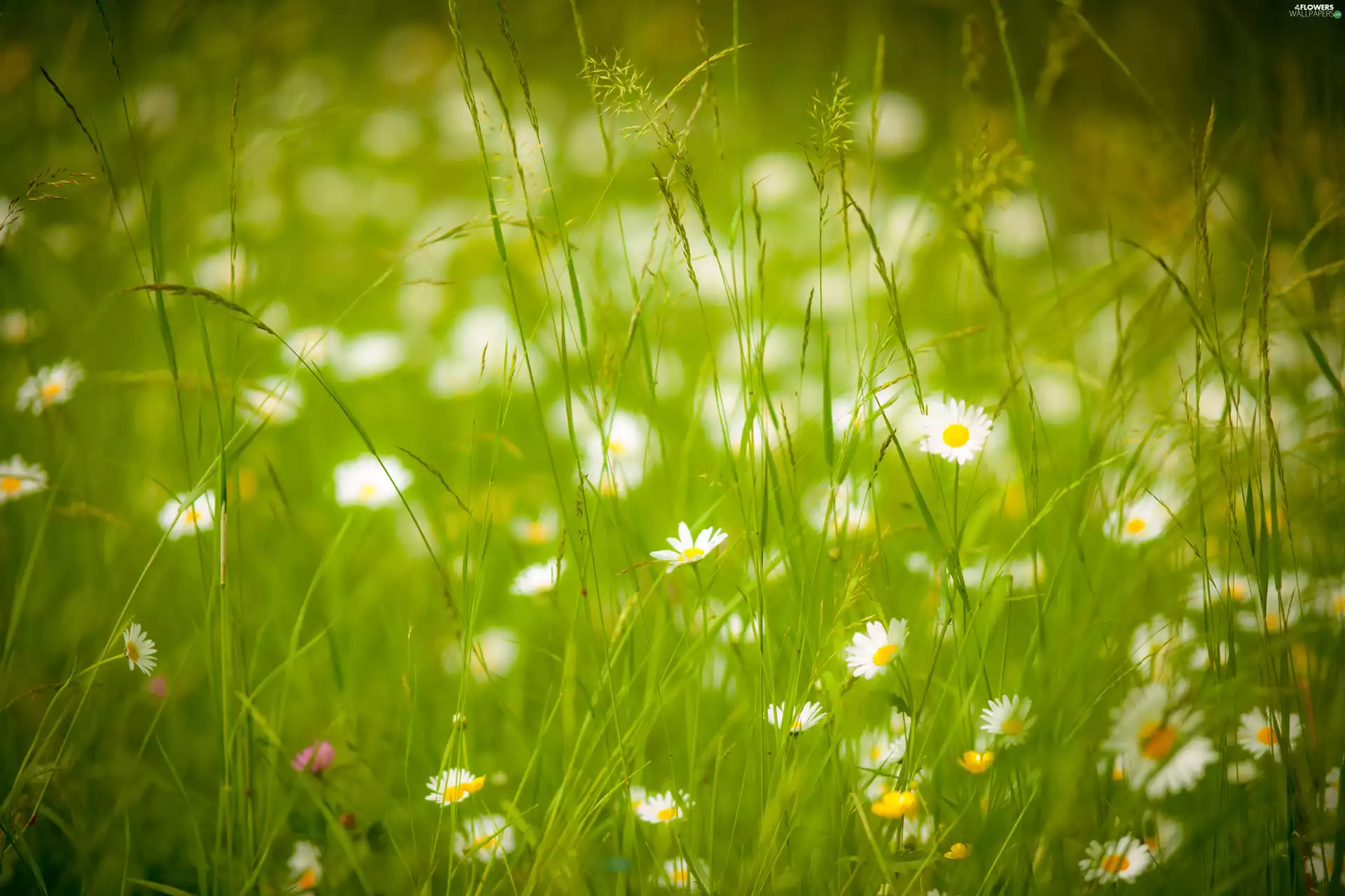 Flowers, grass, Meadow, daisies