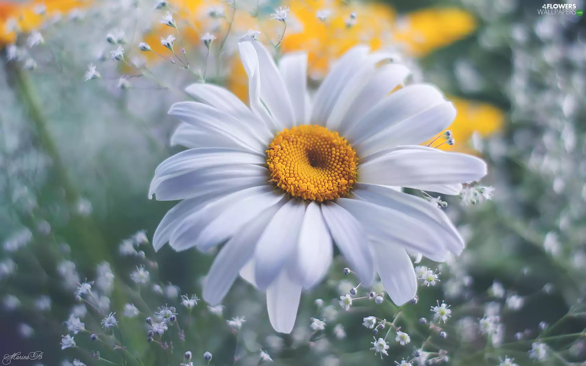 Gipsówka, blur, White, Daisy, Colourfull Flowers