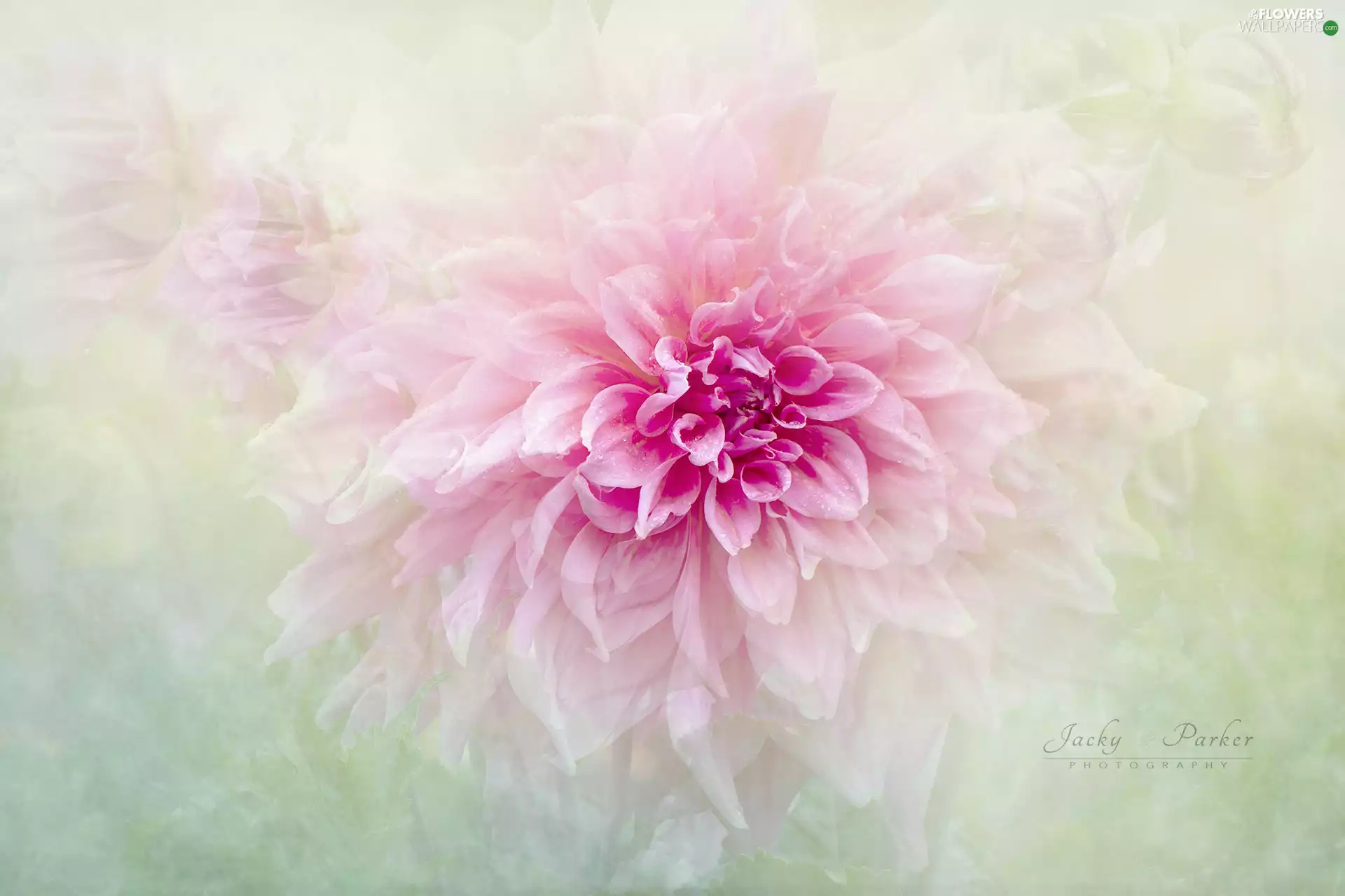 Pink, Dalia, blur, Colourfull Flowers