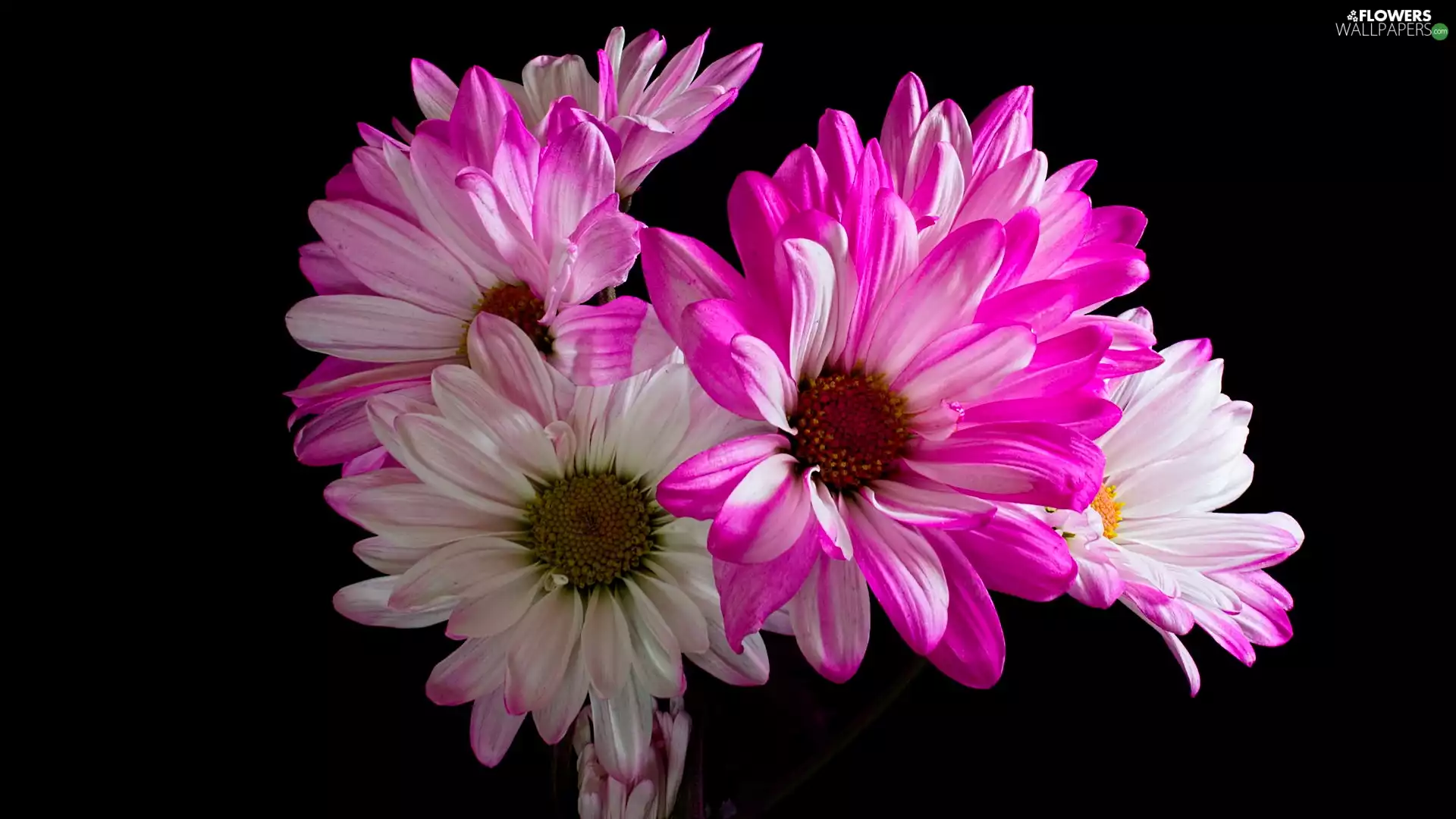 white and pink, dark, background, Chrysanthemums