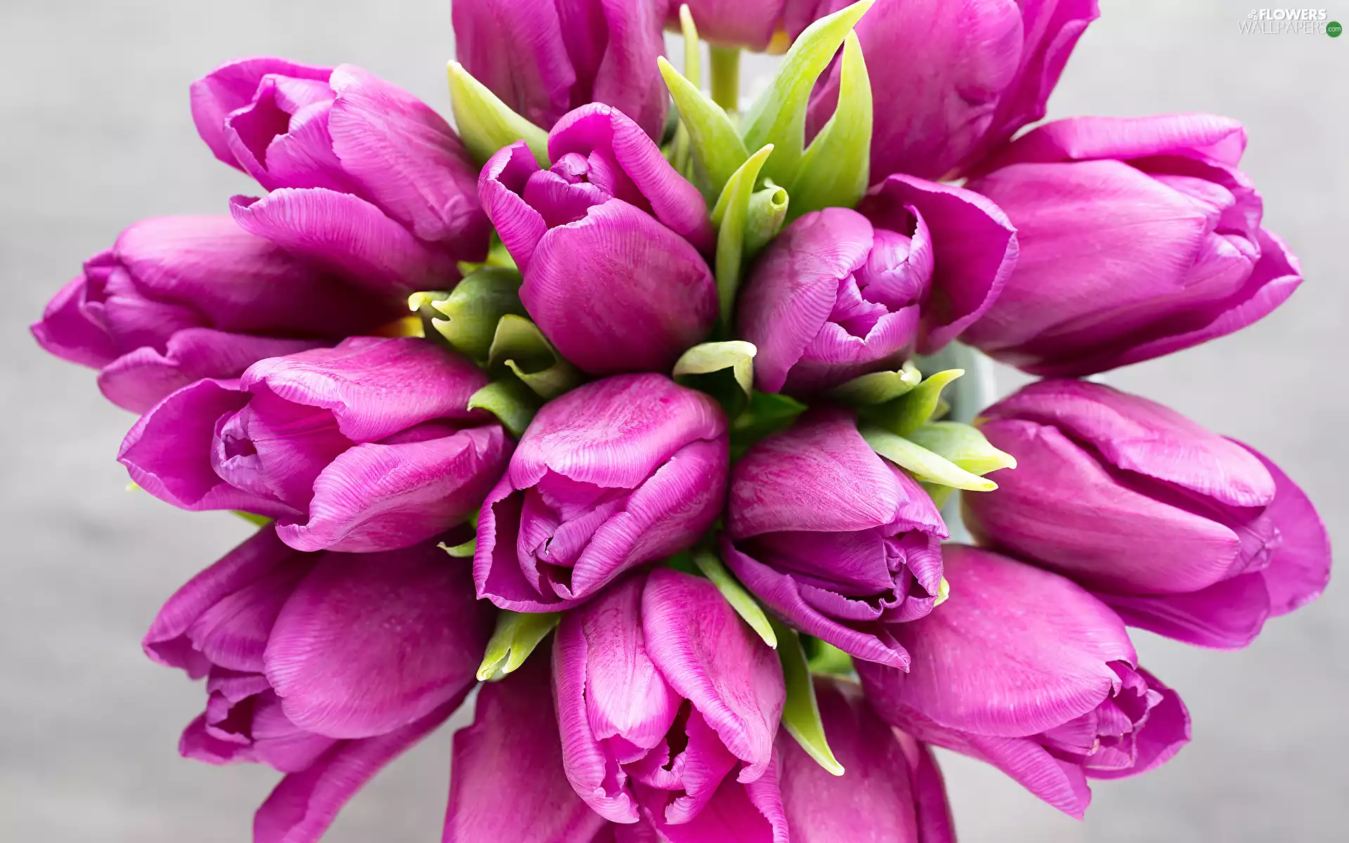 Flowers, dark pink, Tulips, bouquet