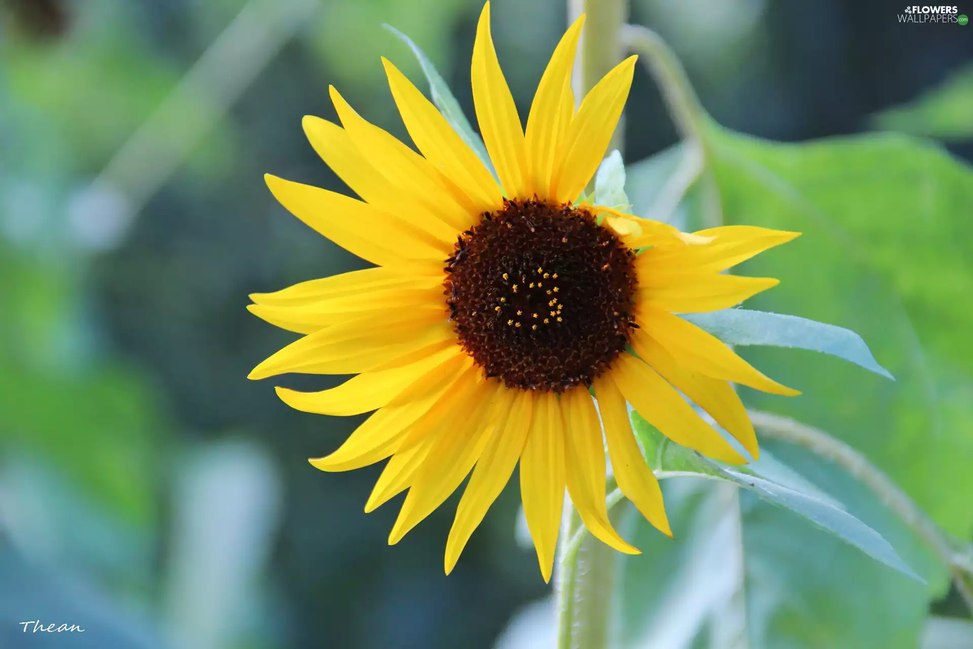 Sunflower, decorated