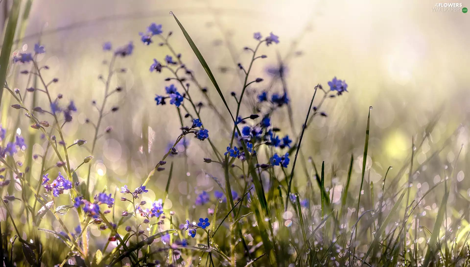 Forget, Flowers, blur, dew, grass, Blue