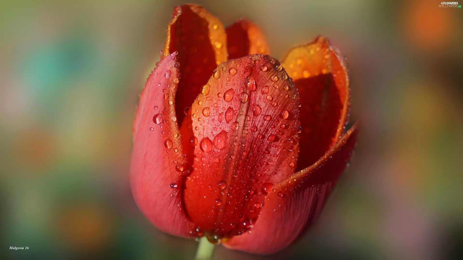 drops, dew, tulip, Red, Colourfull Flowers