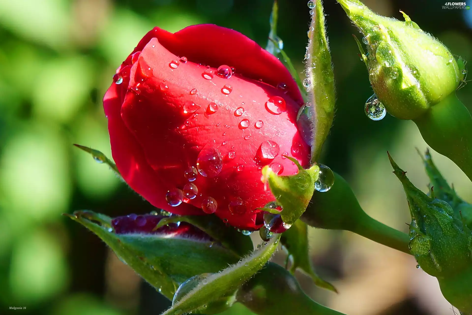 Buds, rose, drops, red hot
