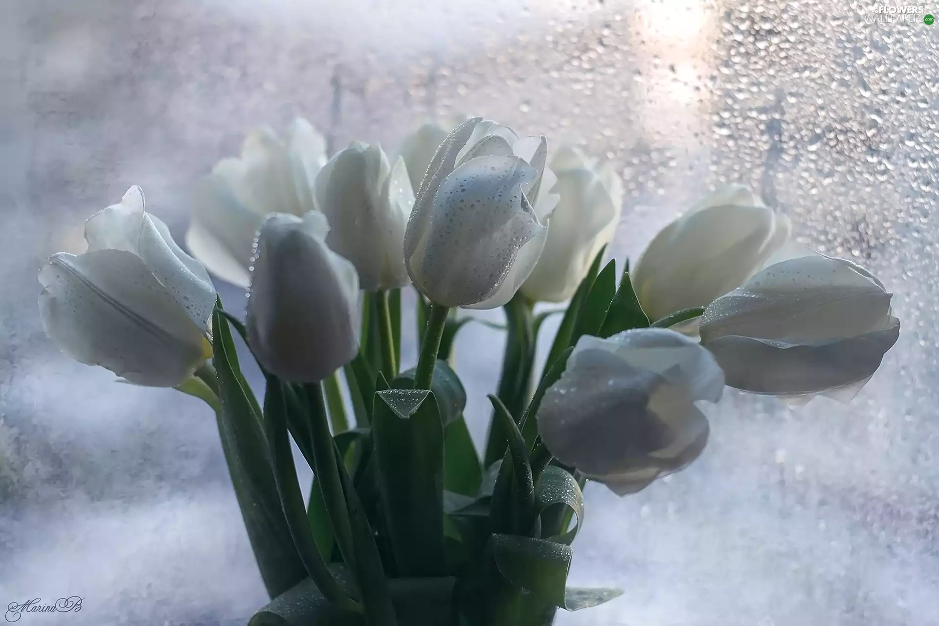 bouquet, drops, White, Tulips, Flowers