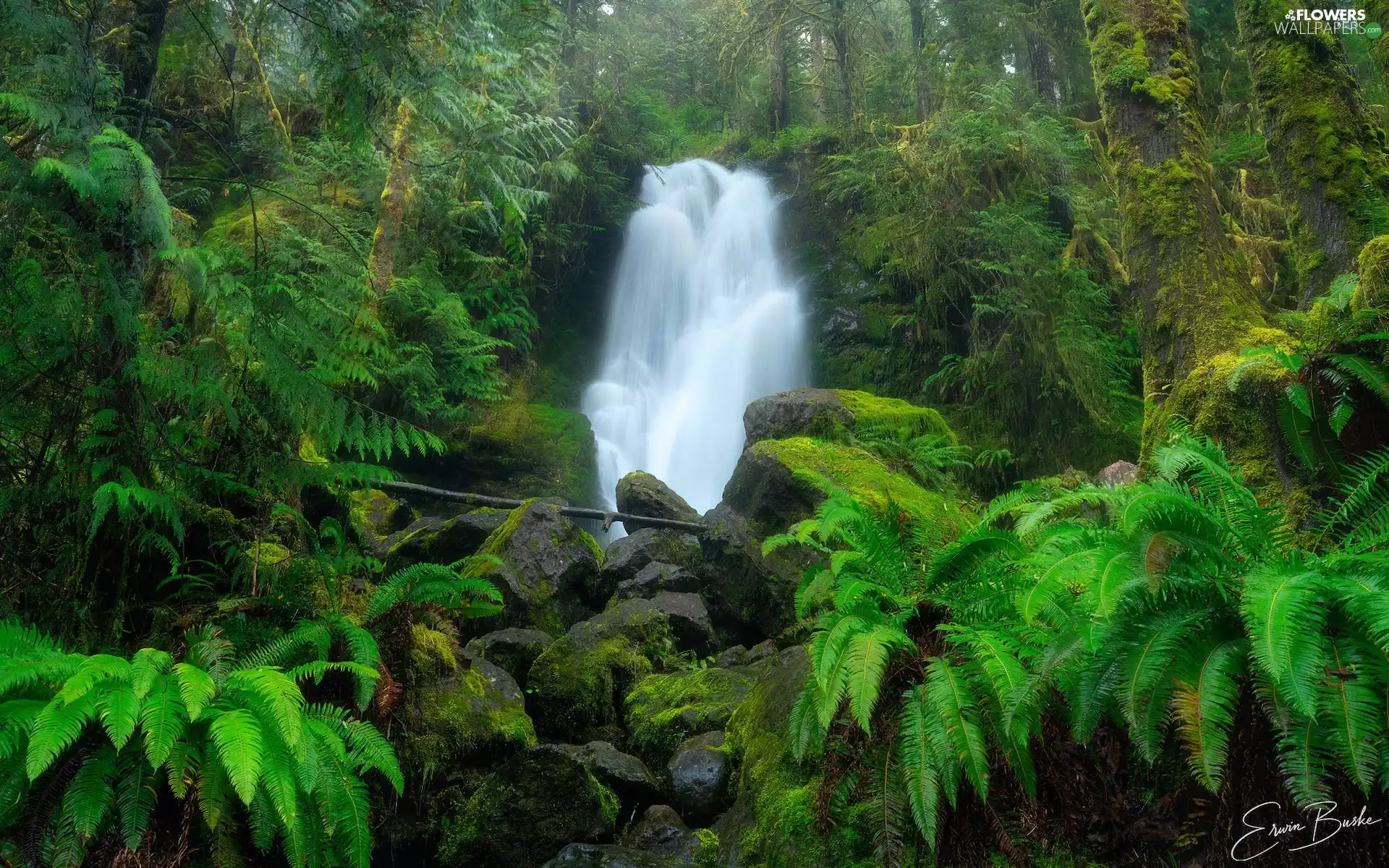 VEGETATION, trees, Stones, viewes, waterfall, Green, forest, fern