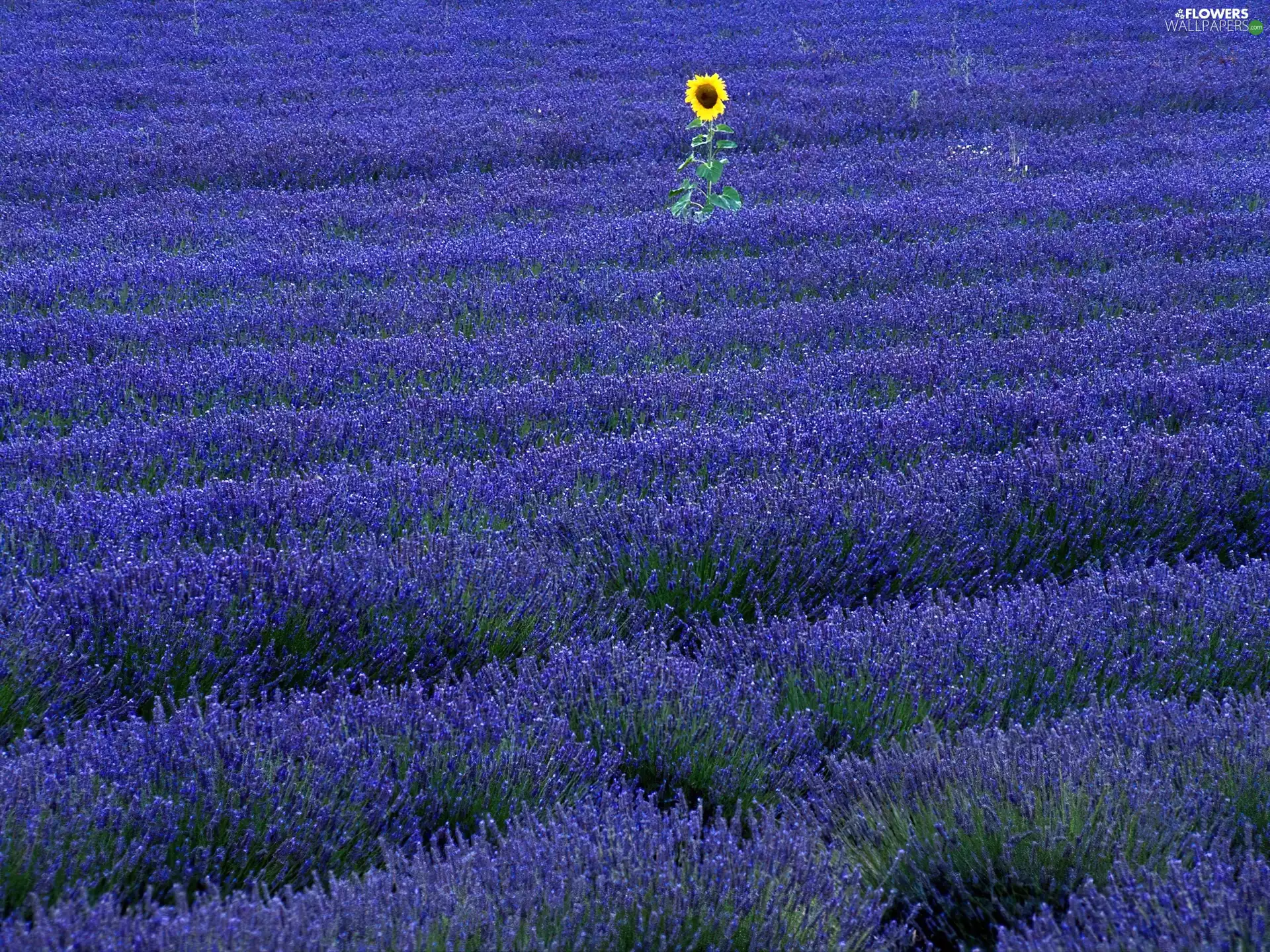Field, Narrow-Leaf Lavender