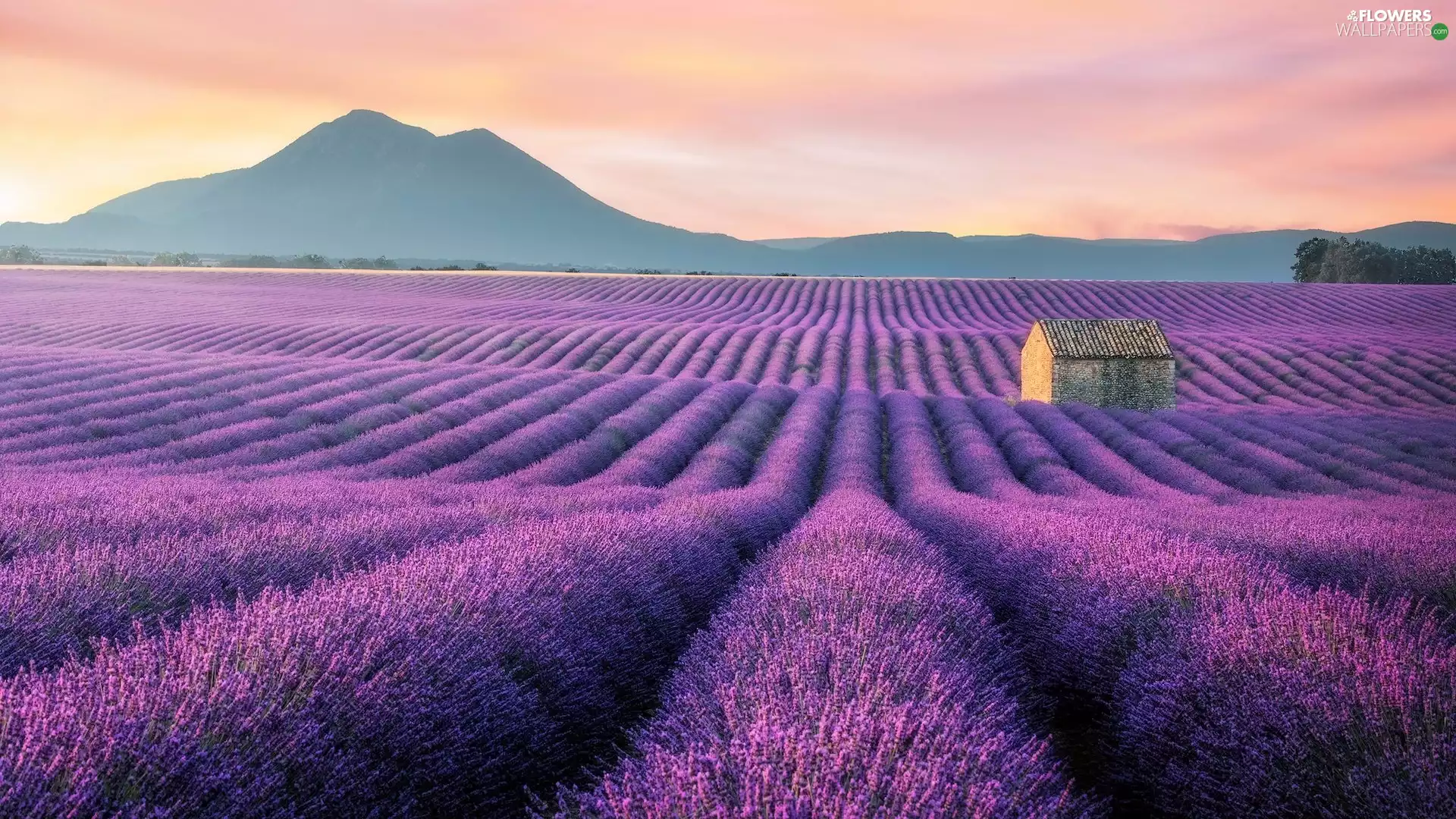 Mountains, lavender, house, Field