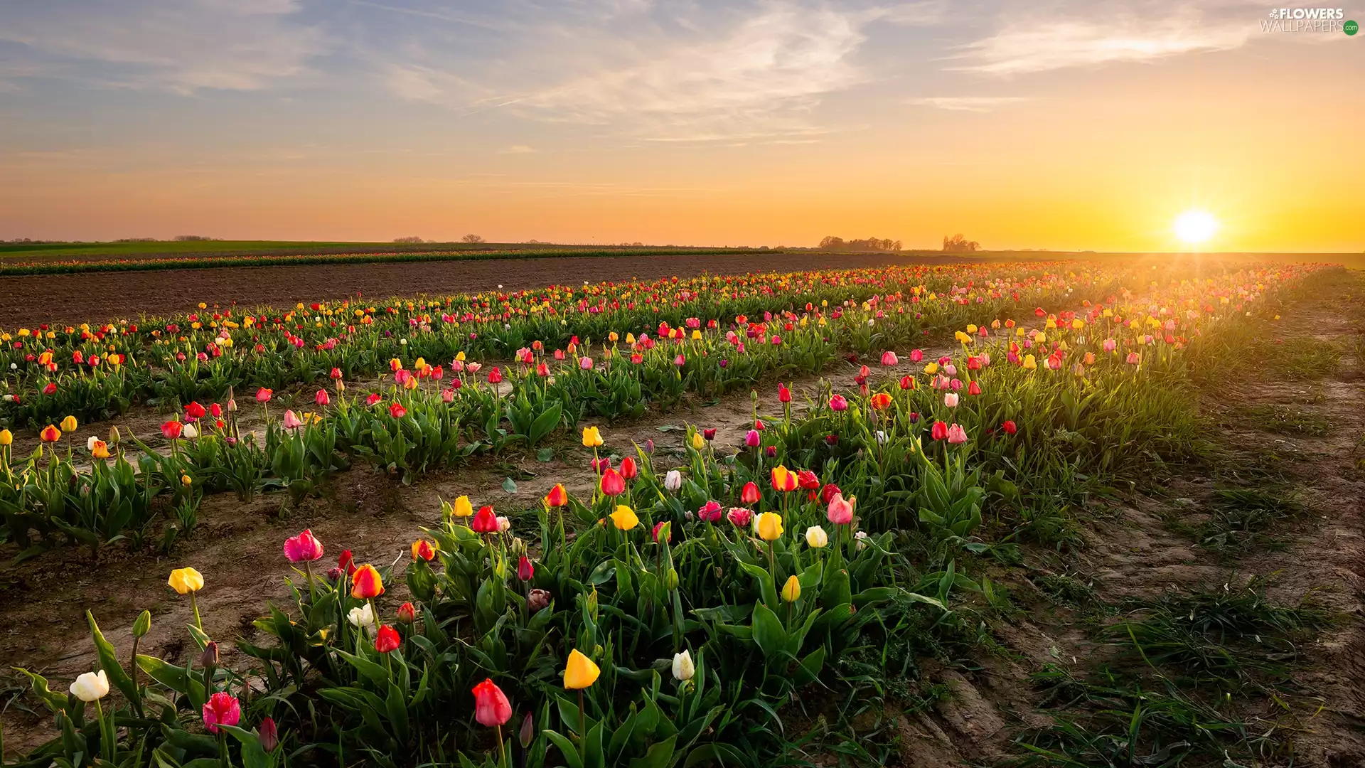 Tulips, plantation, Sunrise, Field