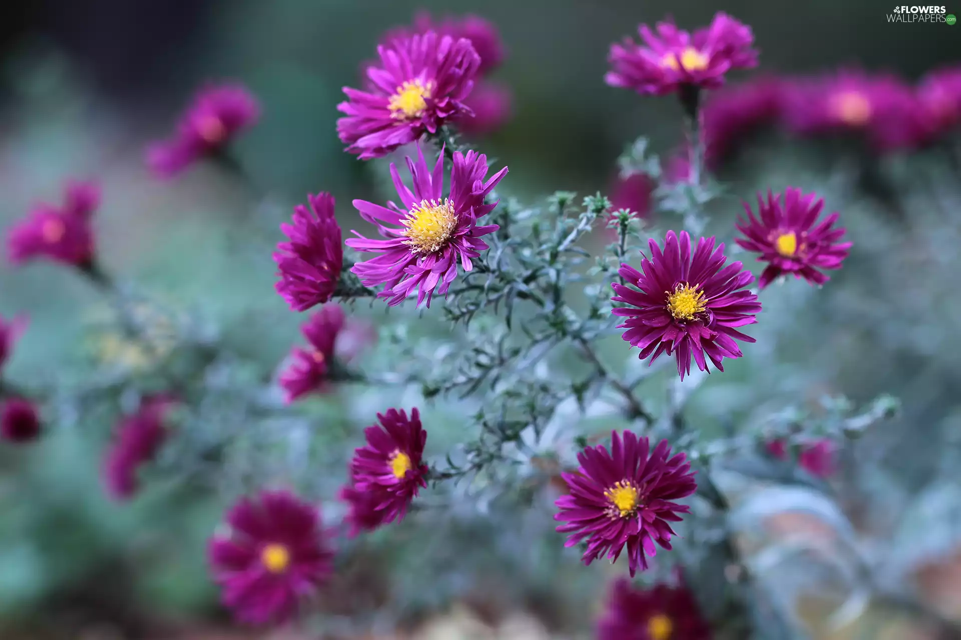 Flowers, claret, Aster
