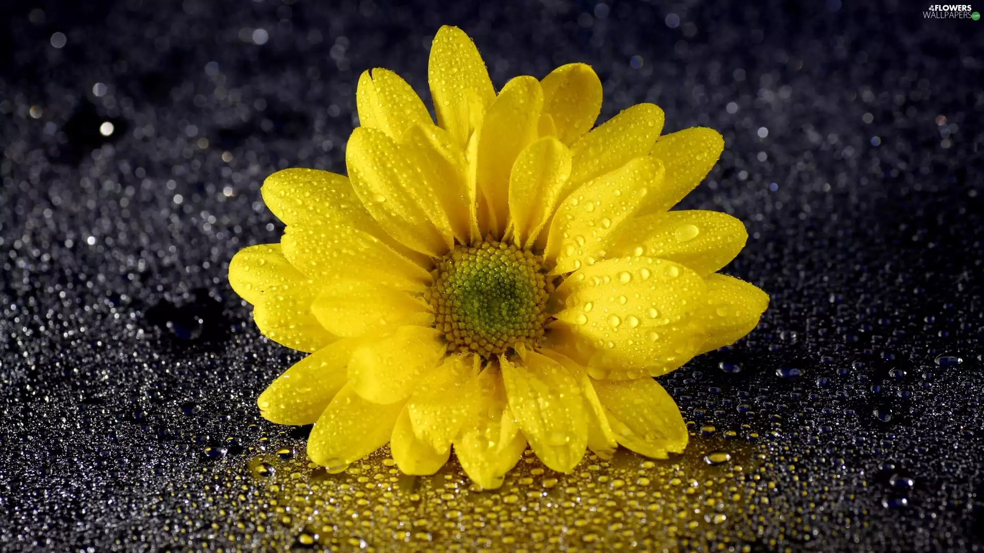 drops, Dark Background, chrysanthemum, Yellow Honda, Colourfull Flowers