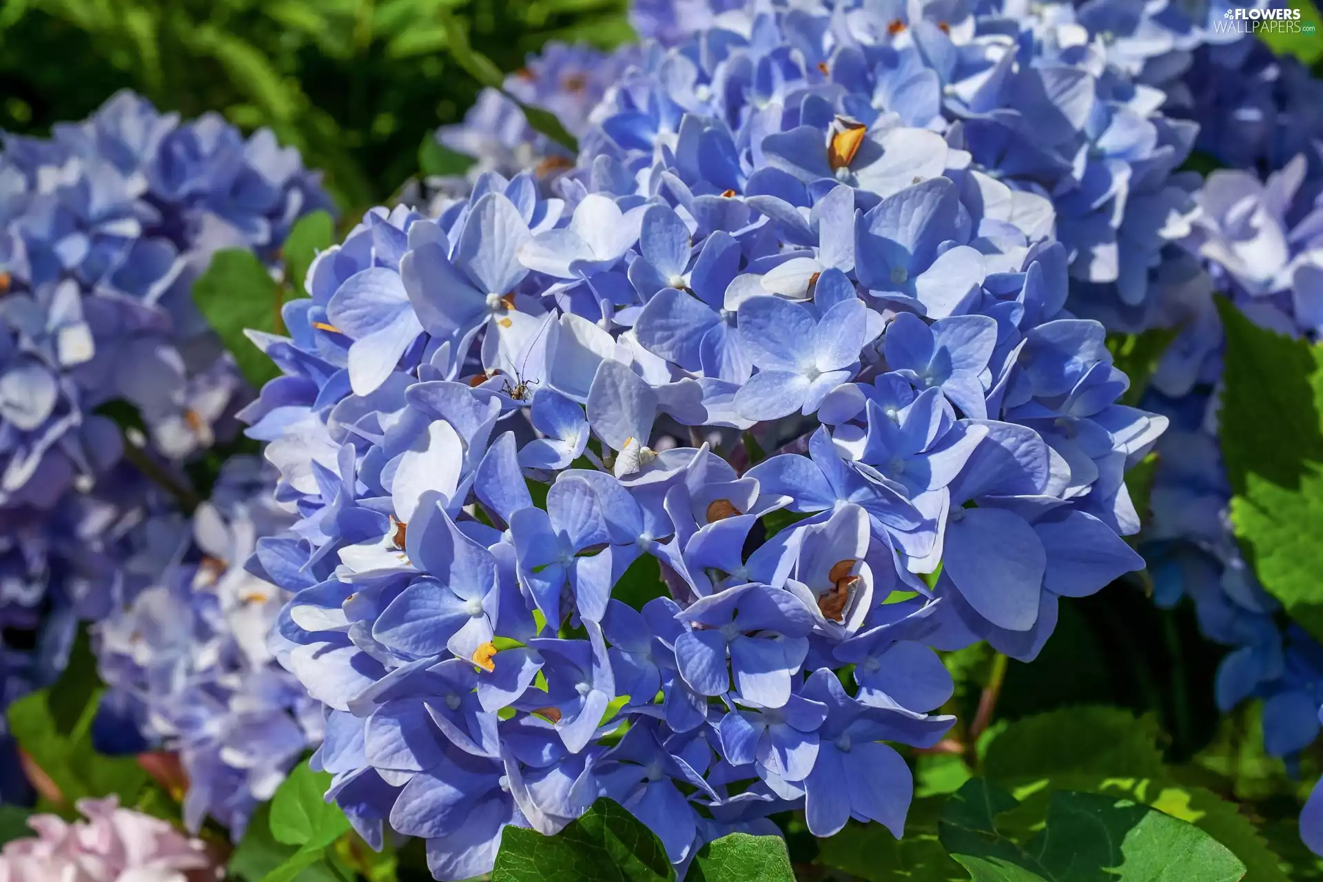Flowers, hydrangeas, Blue