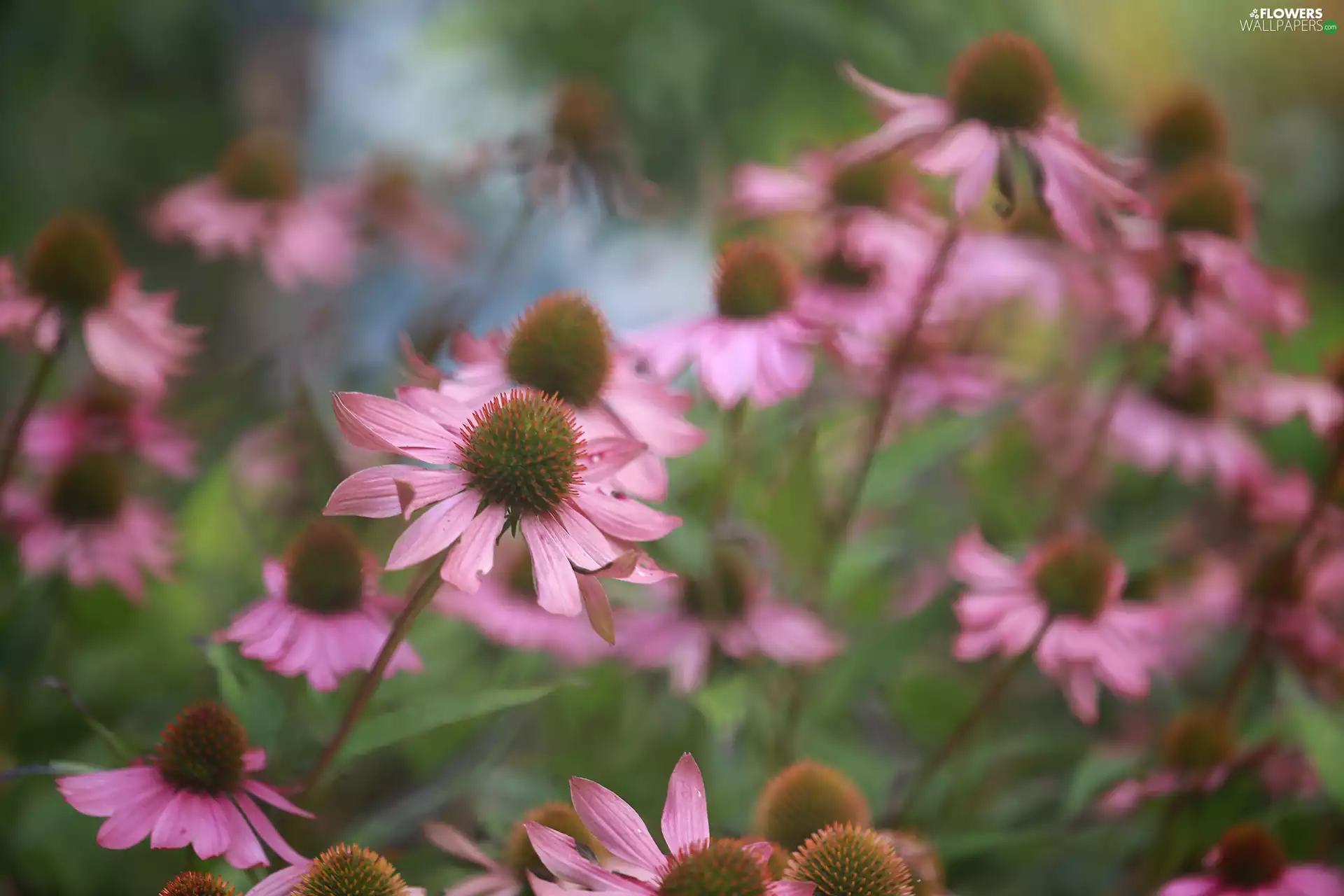 Pink, Flowers, blurry background, echinacea