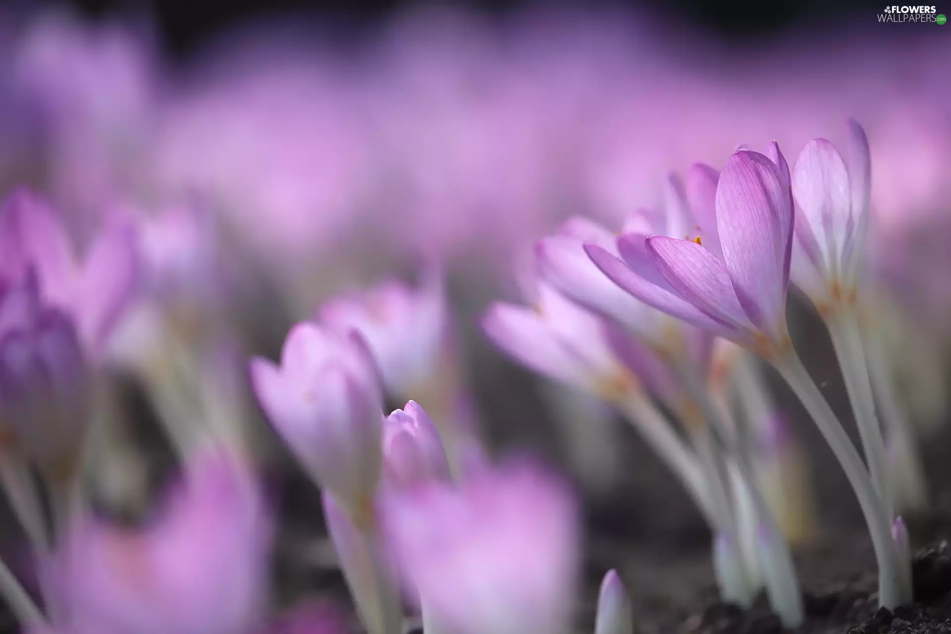 colchicums, Flowers, blurry background, purple