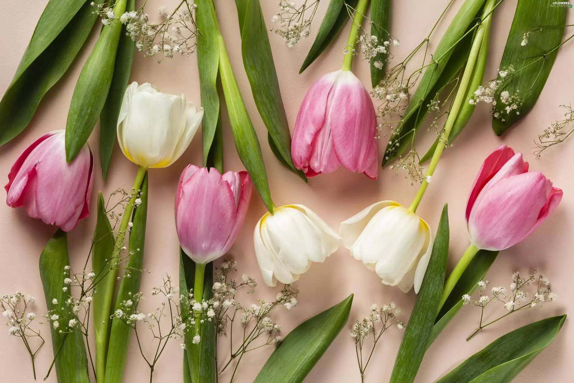 Tulips, Pink, Bright, Flowers, White, Gipsówka, background