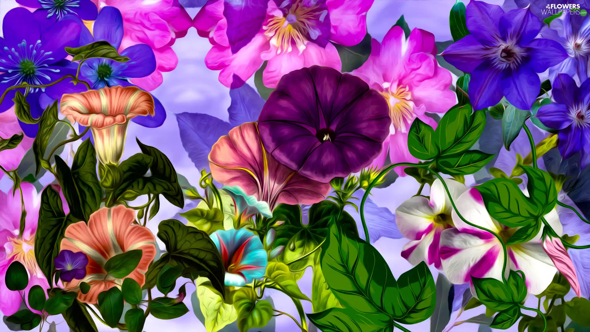 color, bindweed, graphics, Flowers
