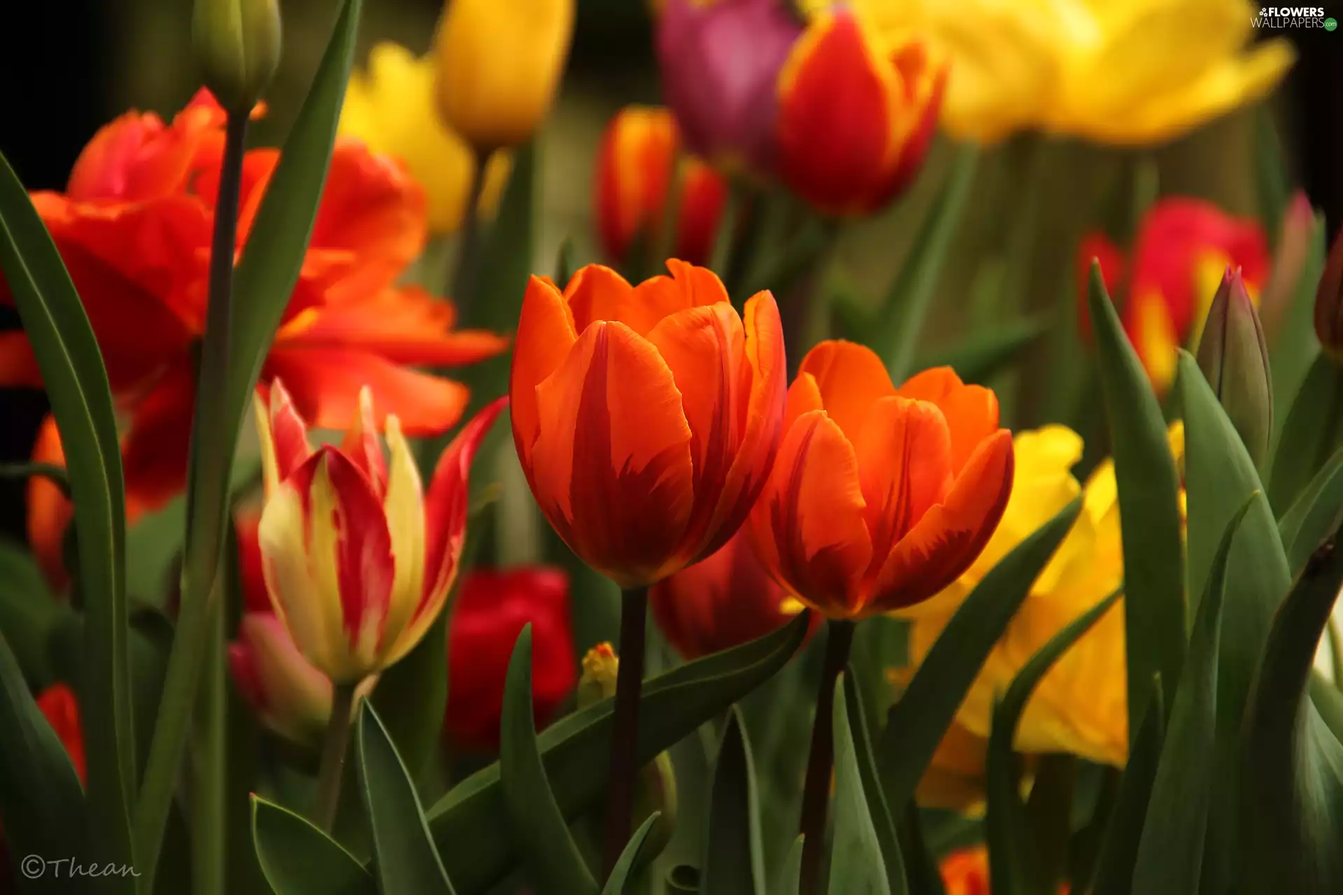 Flowers, Tulips, color