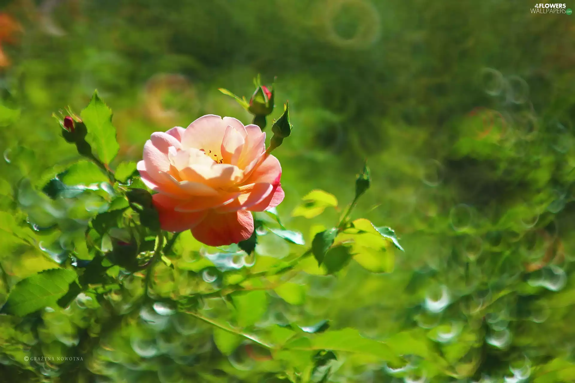 rose, Colourfull Flowers
