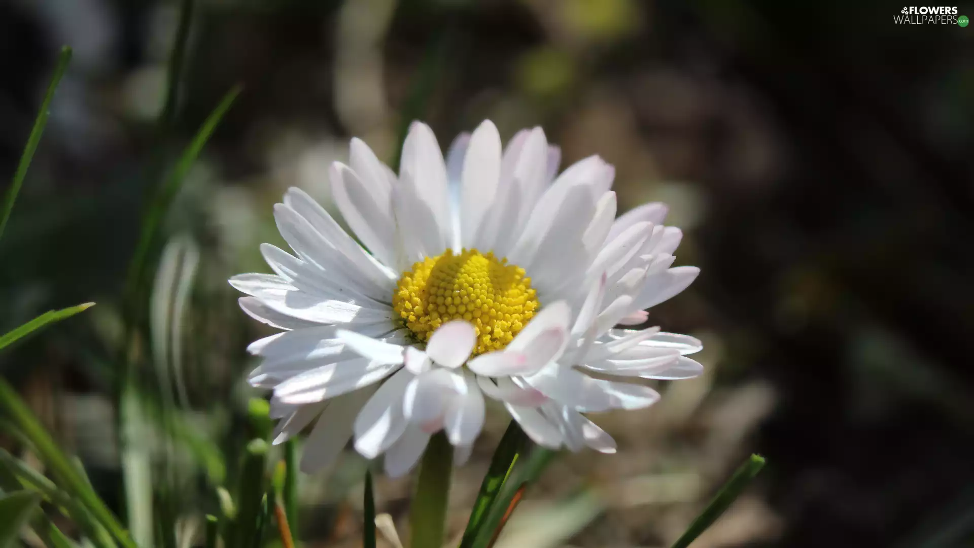 Colourfull Flowers, daisy, rapprochement, White