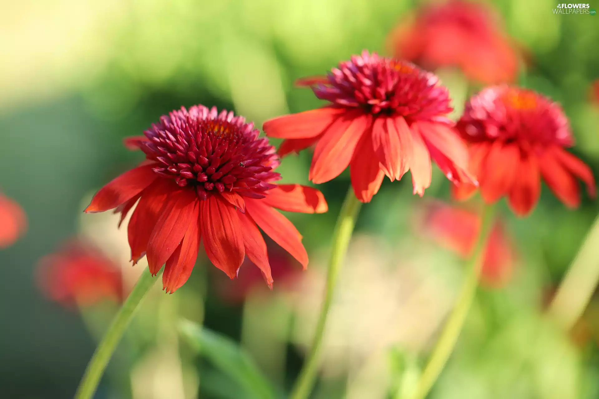 Flowers, Red, echinacea
