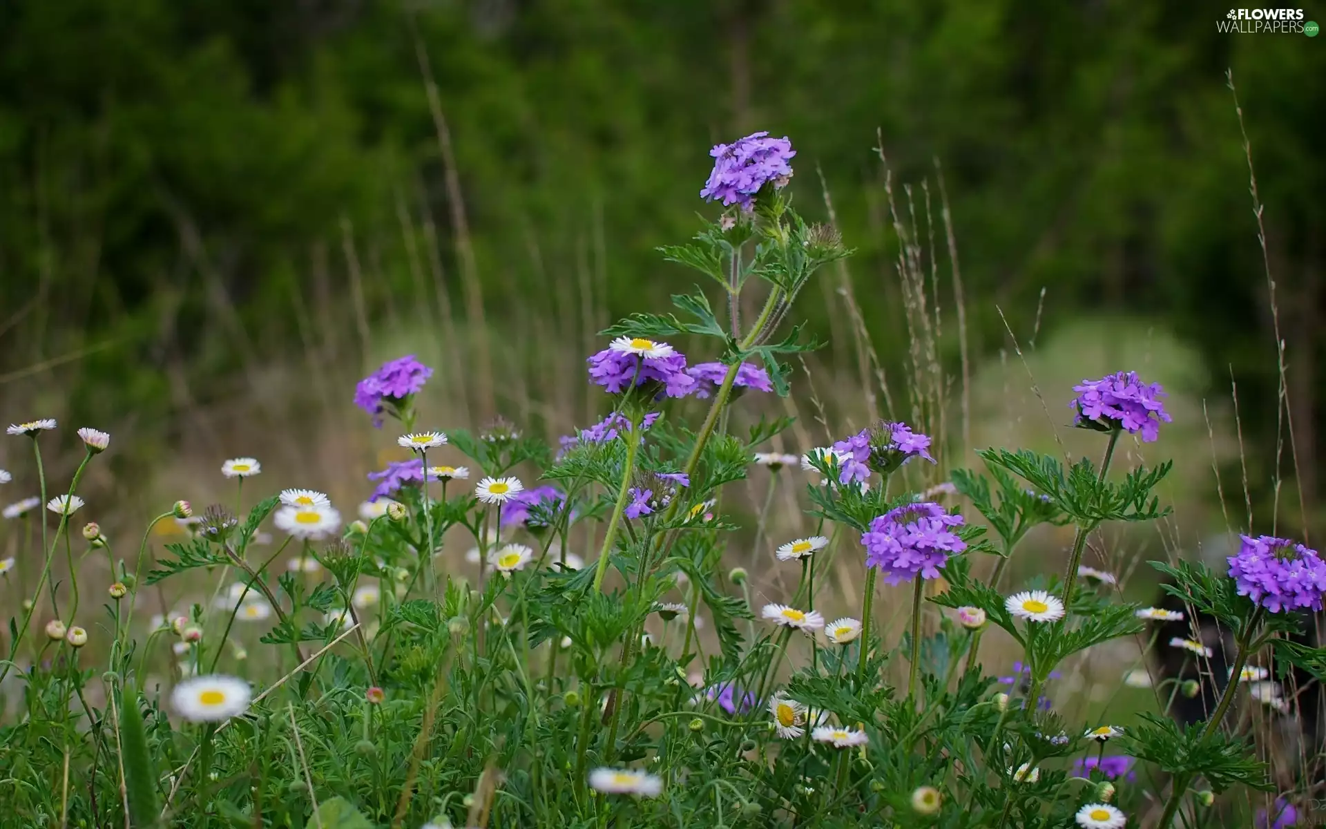 Meadow, purple, Flowers, daisies